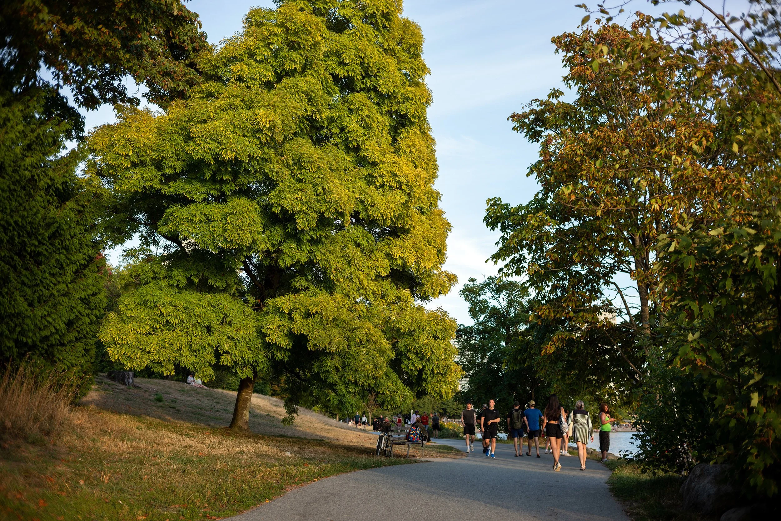Stanley Park Seawall, summer day, 2026