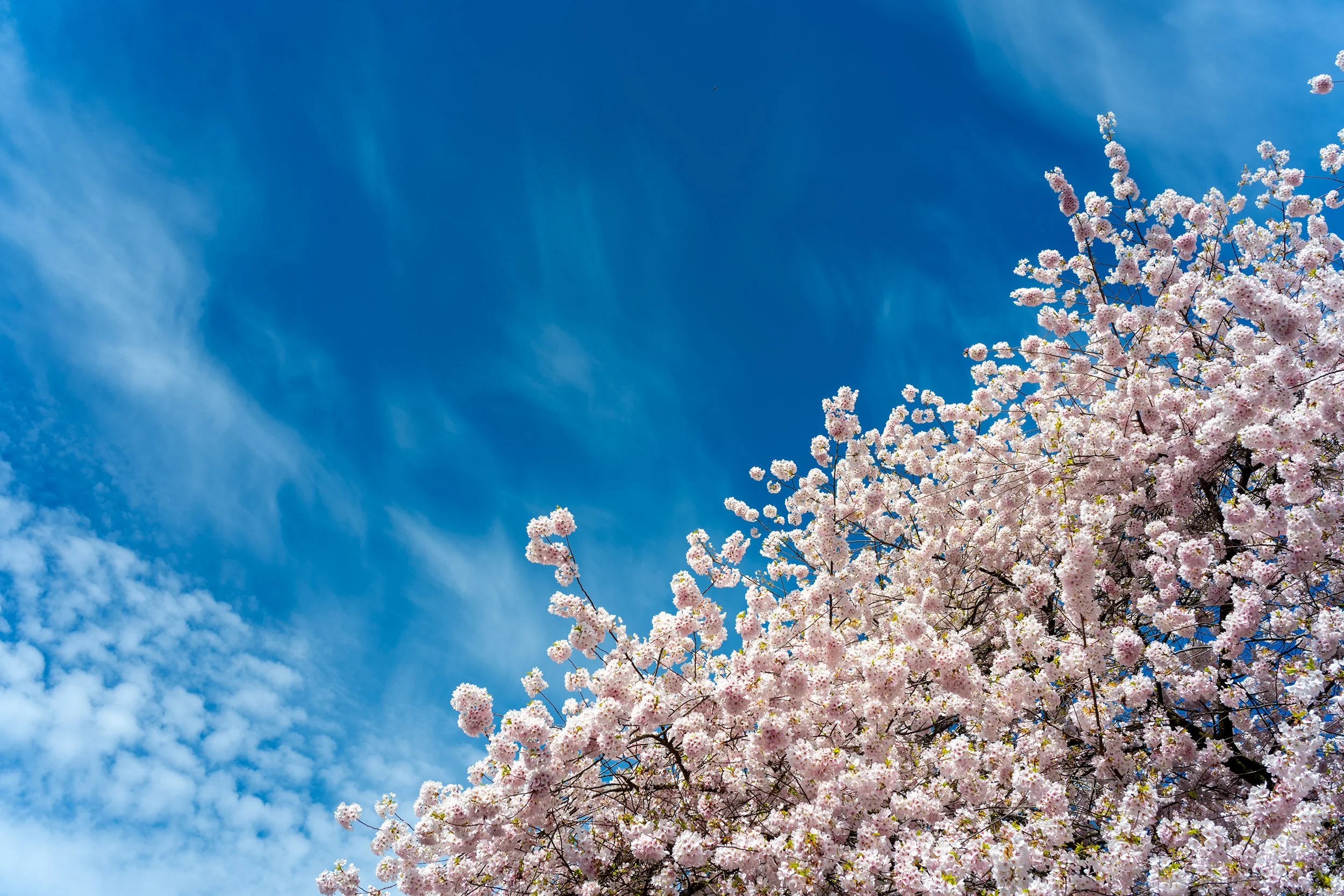 Cherry blossoms in Vancouver, April, 2025