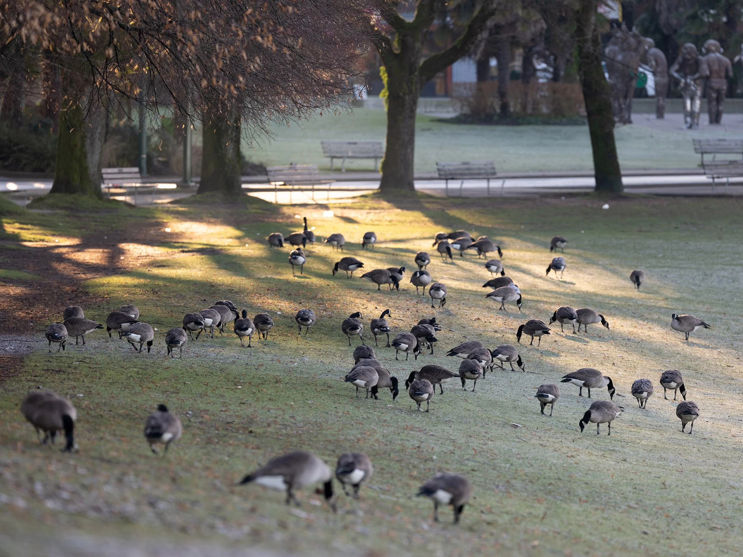 Canada Geese at English Bay Beach in Vancouver. Sample image from a Fujifilm GF 500mm f/5.6 R LM OIS WR and Fujifilm GFX 100S II.