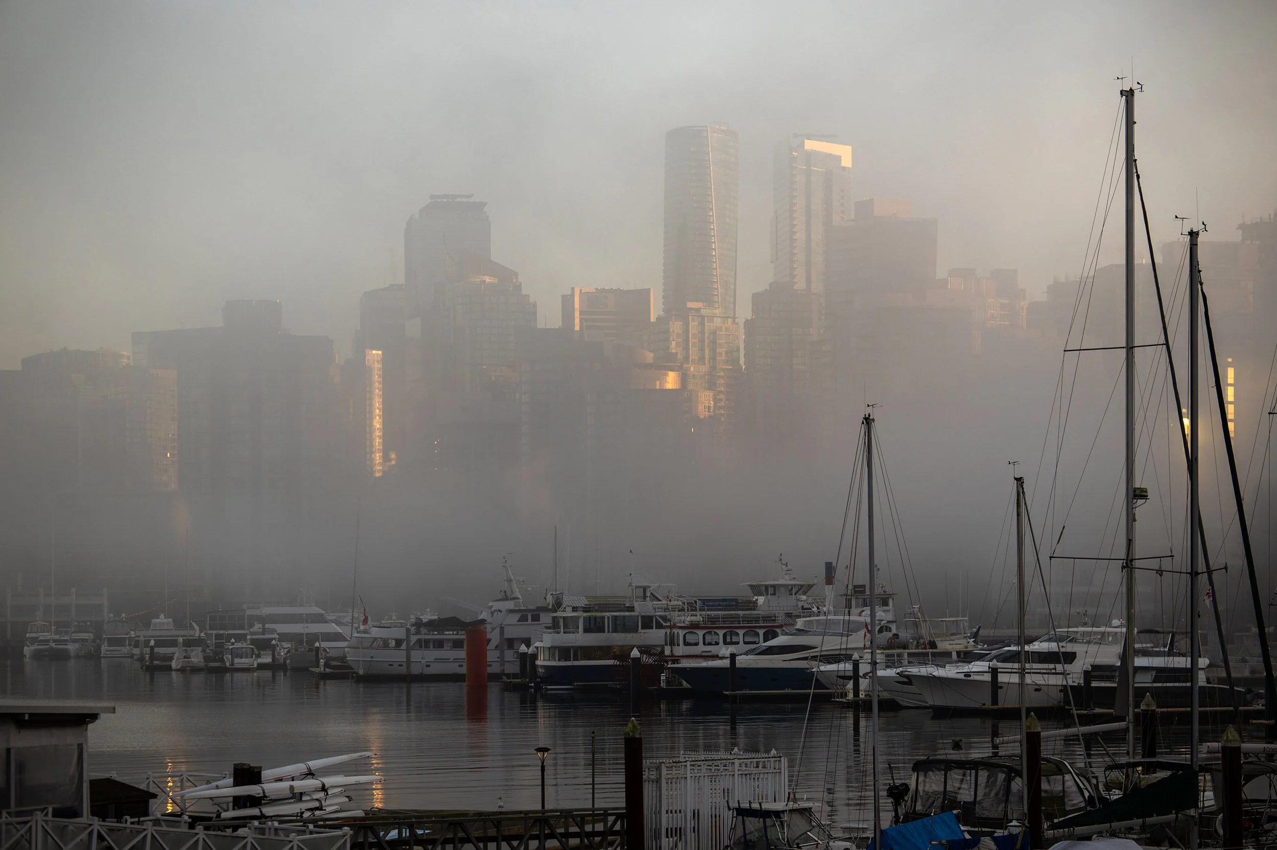 Fog at Coal Harbour on a January day. Tree and reflection, Coquitlam River. Sample image from a Viltrox 56mm f/1.2 Z (Nikon Z-Mount) and Nikon Z8.