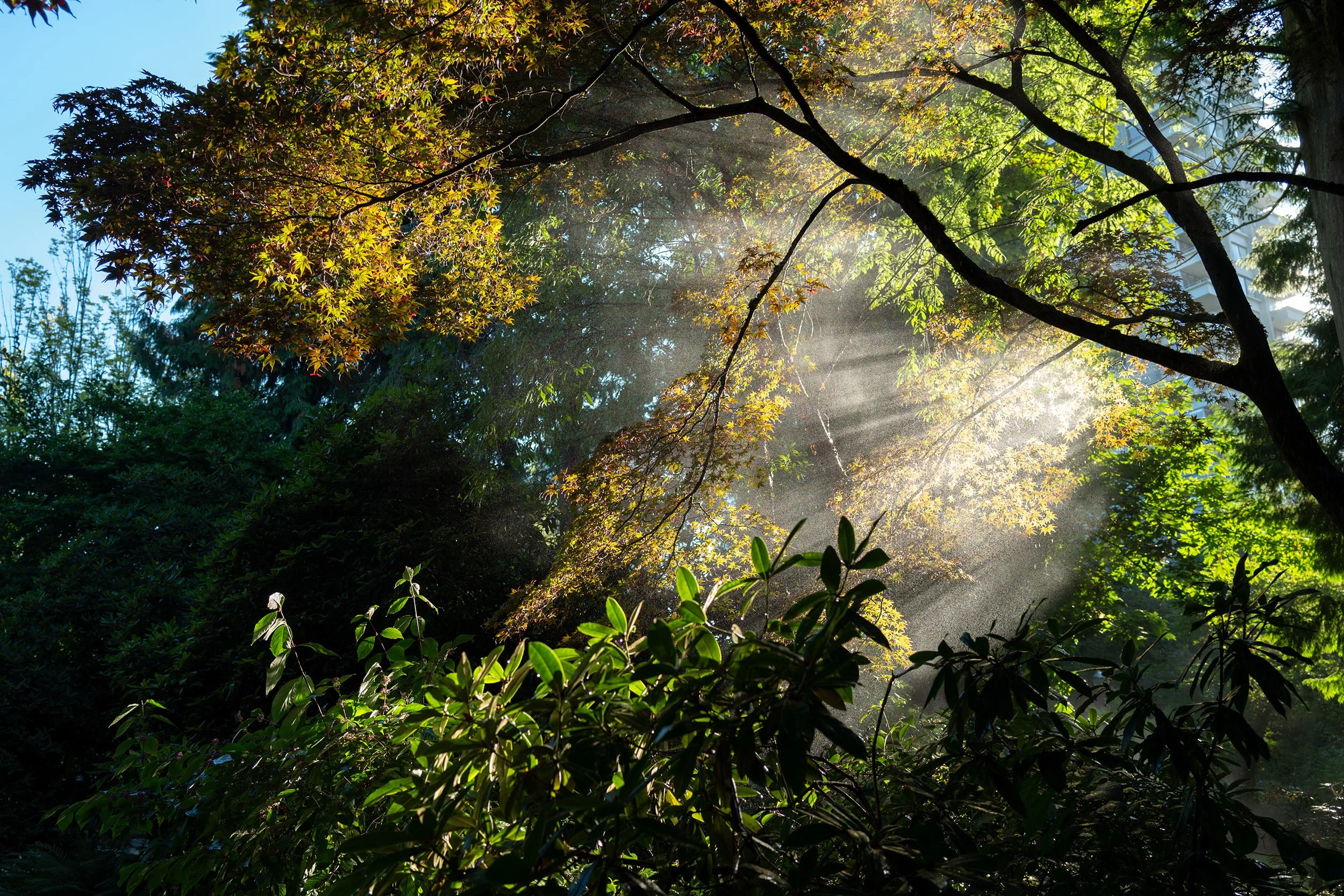 Watering in Stanley Park, Vancouver. Sample image from a Leica Q Typ 116.