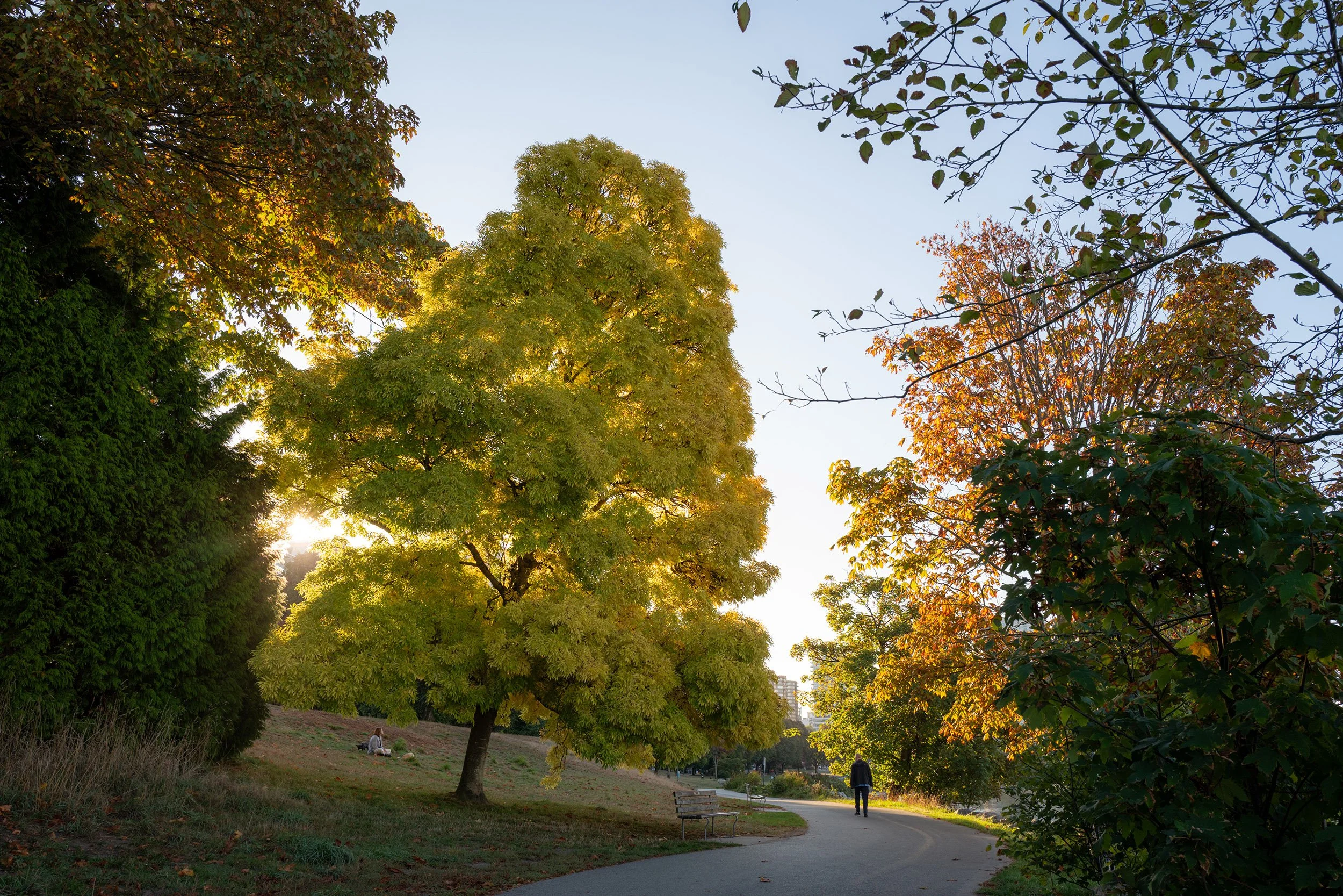 Fall colors along the Stanley Park Seawall in Vancouver. Sample image from a Leica Q Typ 116.
