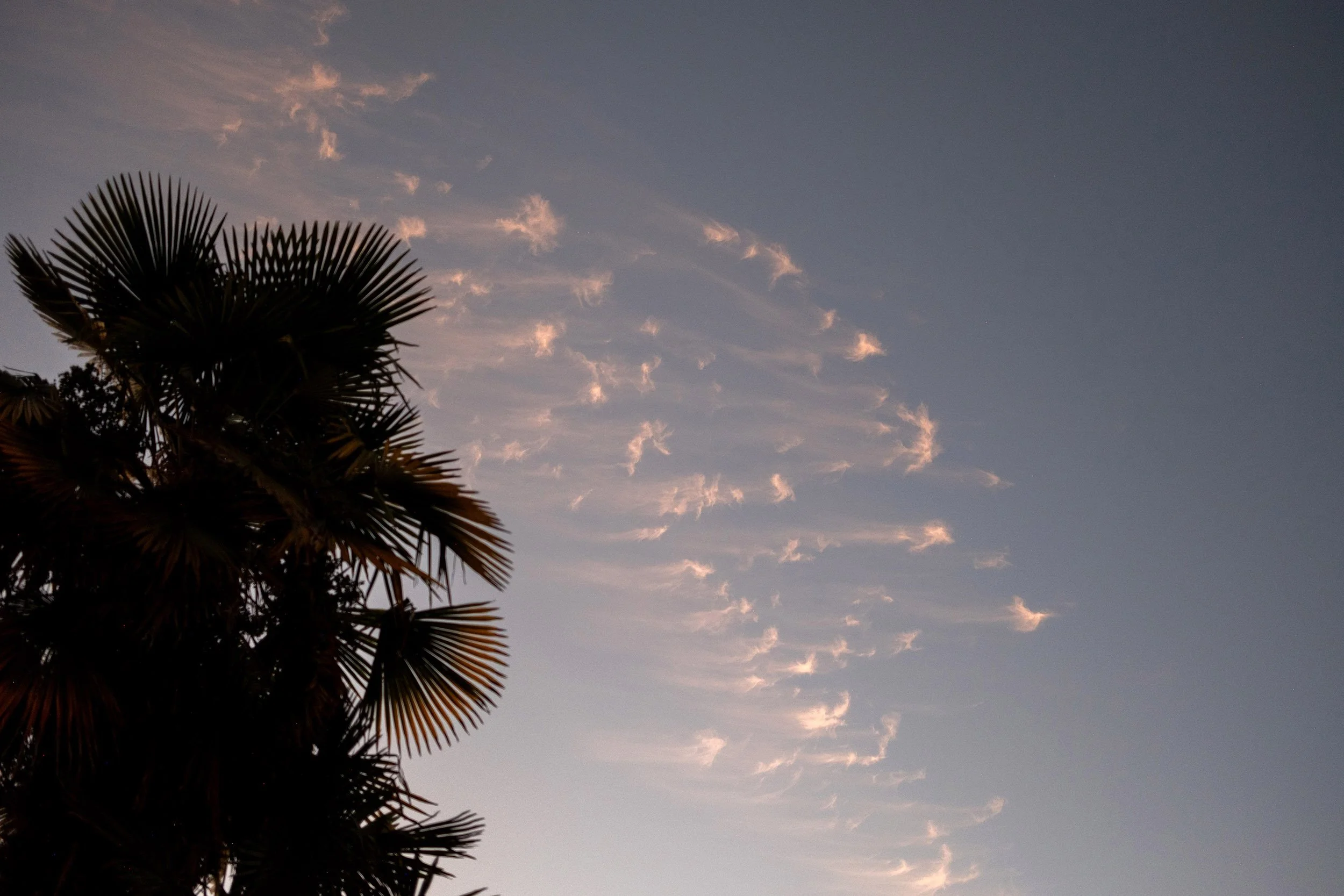 Clouds and palm tree by English Bay Beach in Vancouver. Sample image from a Fujifilm XF 23mm f/1.4 R LM WR and Fujifilm X-Pro2.