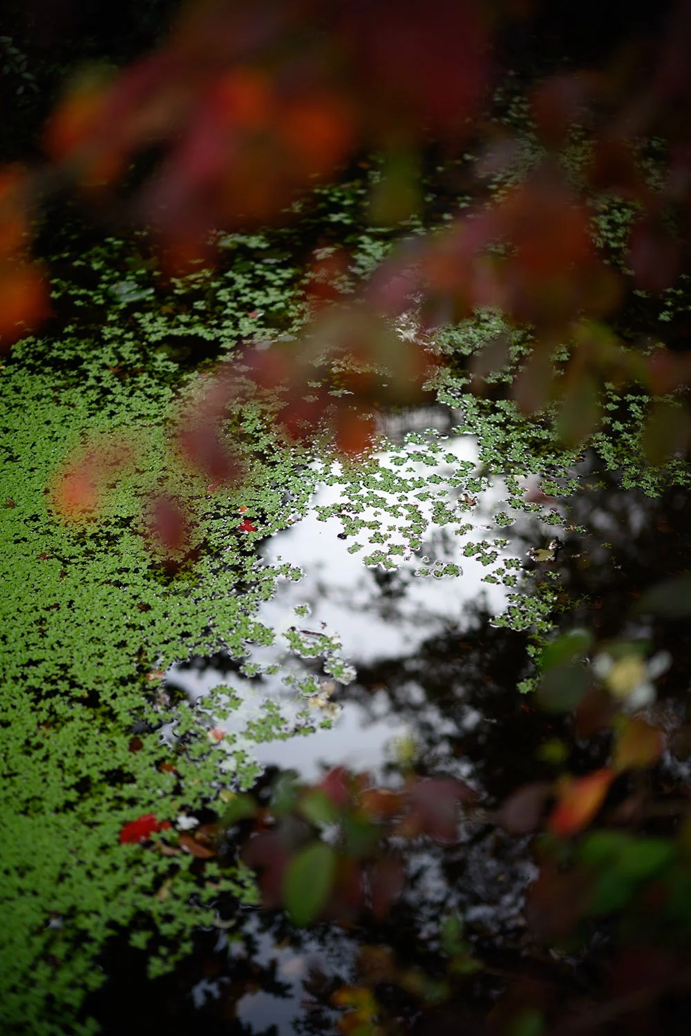 A pond in Queen Elizabeth Park, Vancouver. Sample image from a Voigtländer Nokton 50mm f/1.2 Aspherical and Nikon Zf.