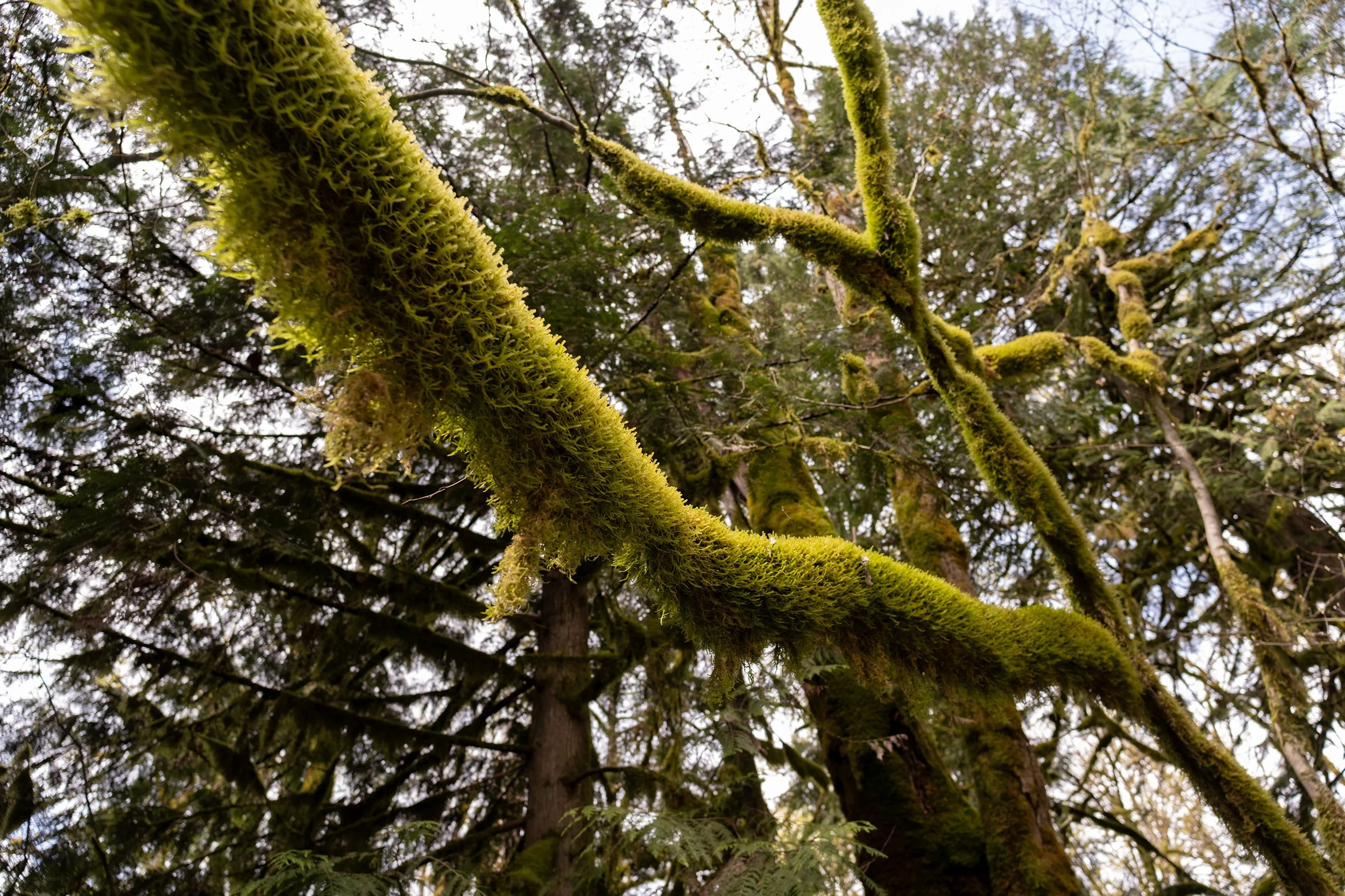 Squamish tree branch. Sample image from a Sigma 15mm f/1.4 DC Contemporary and Fujifilm X-E5.