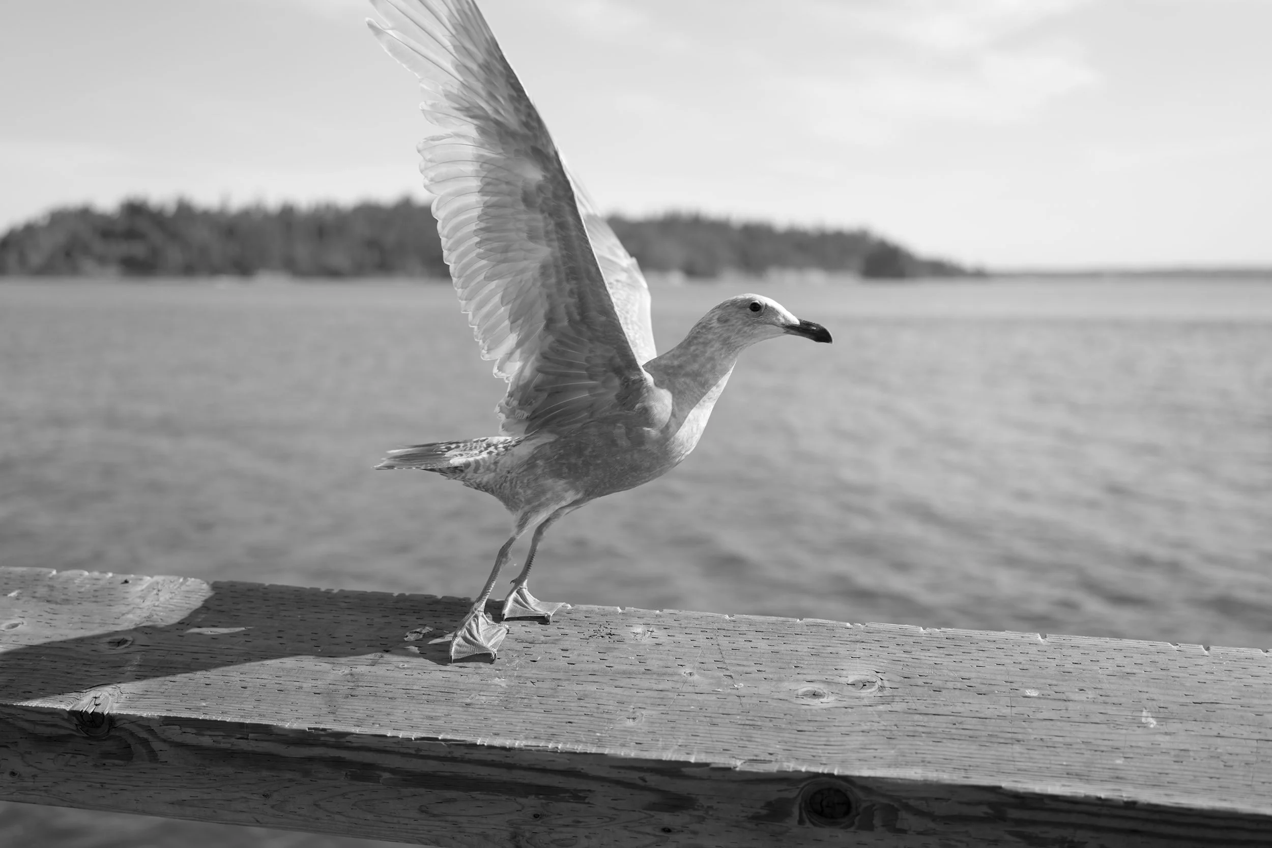 A seagull on the pier at Ambleside in West Vancouver, May 28, 2026