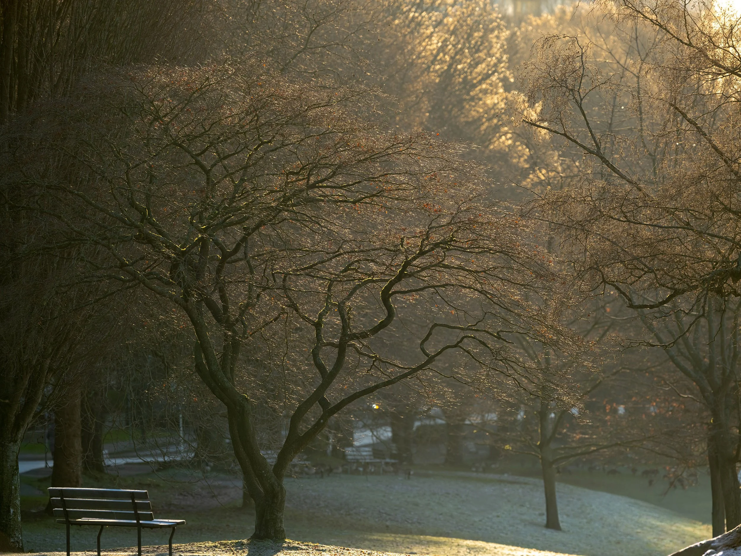A tree in wintertime, West End Vancouver. Sample image from a Fujifilm GF 500mm f/5.6 R LM OIS WR and Fujifilm GFX 100S II