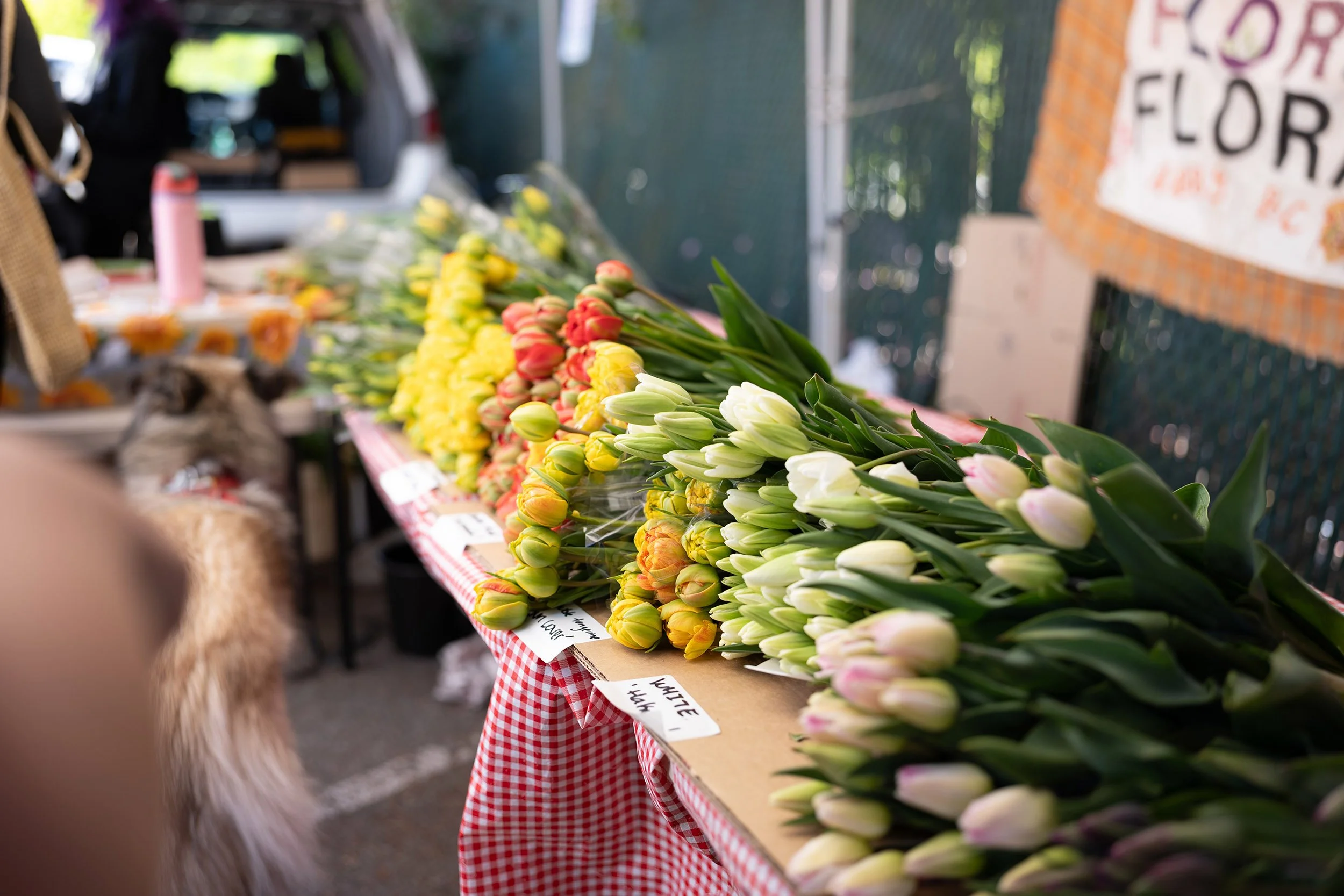 Tulips at the market in Squamish. Sample image from a Sigma 35mm f/1.4 DG II Art and Leica SL2-S.