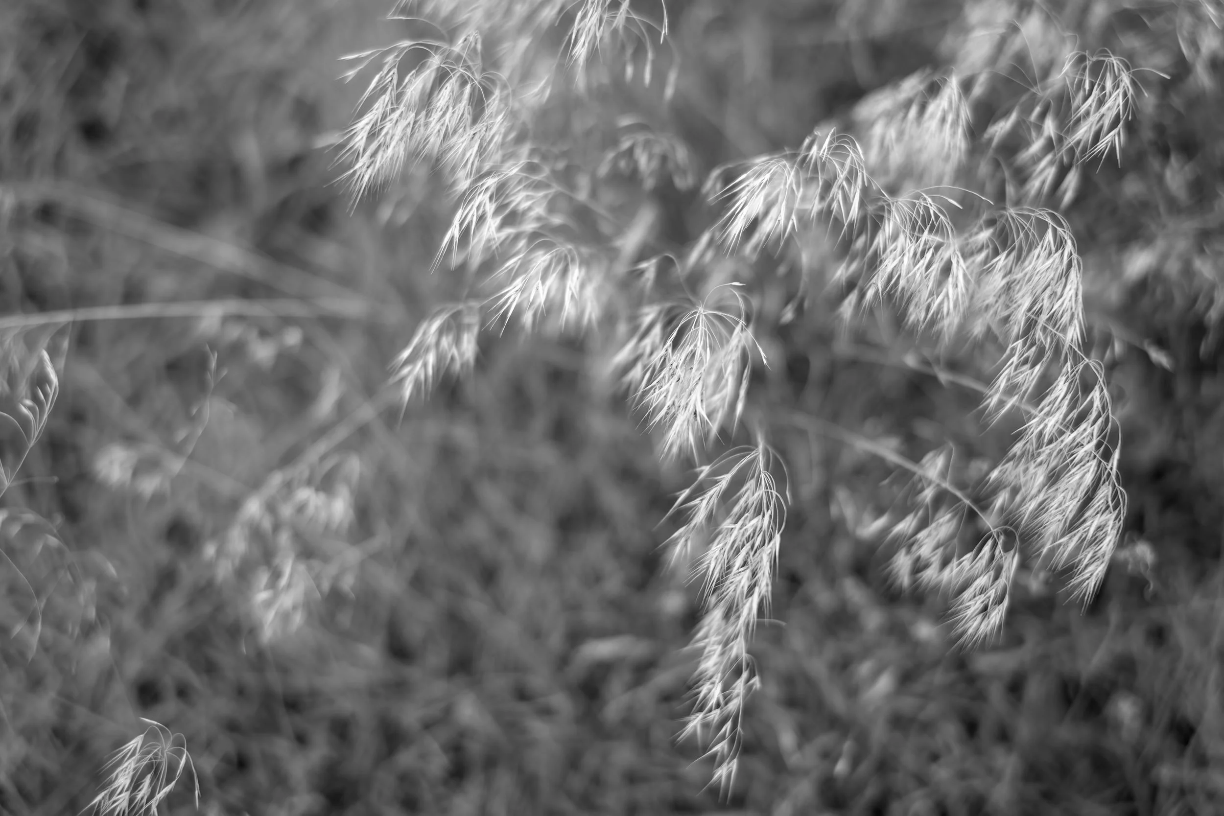 Cheatgrass or Wild grass in the area near Goose Lake in Vernon, BC, Canada, October 2026