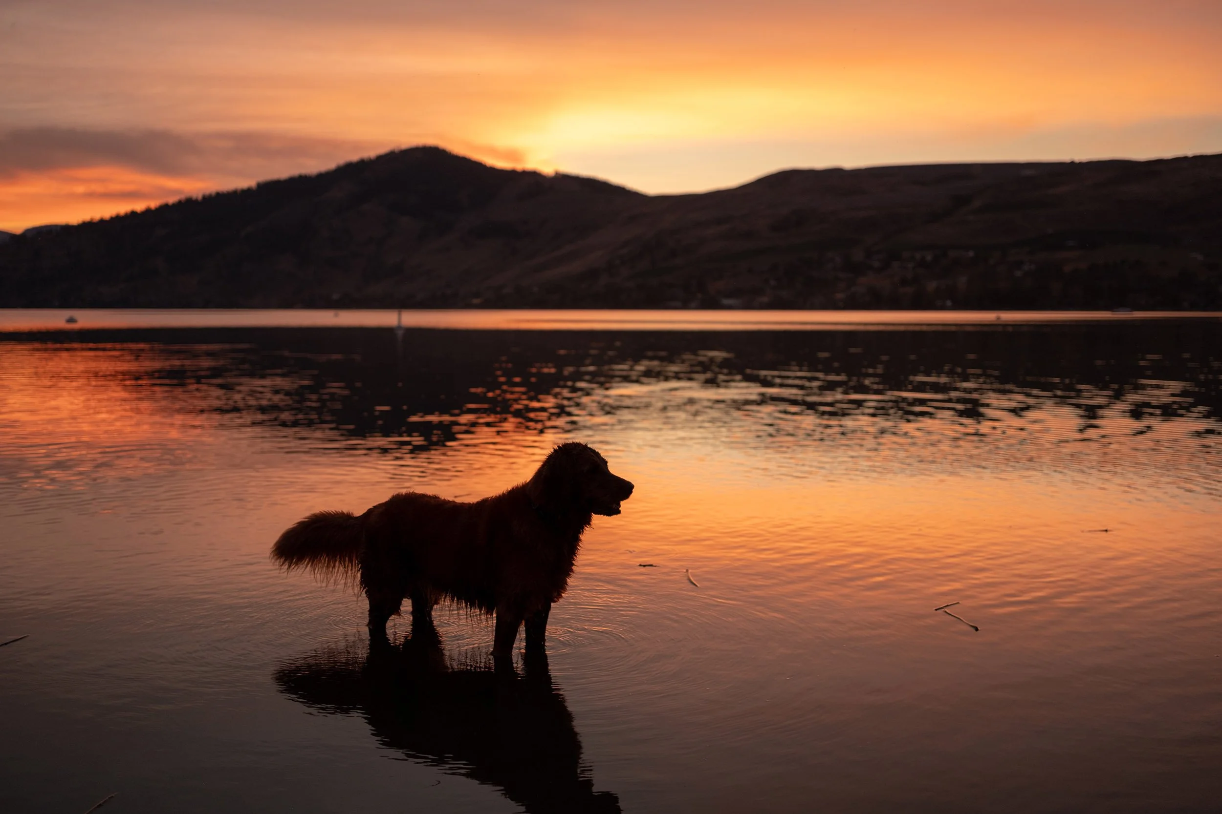 Lucy at Okanagan Lake, September 2026