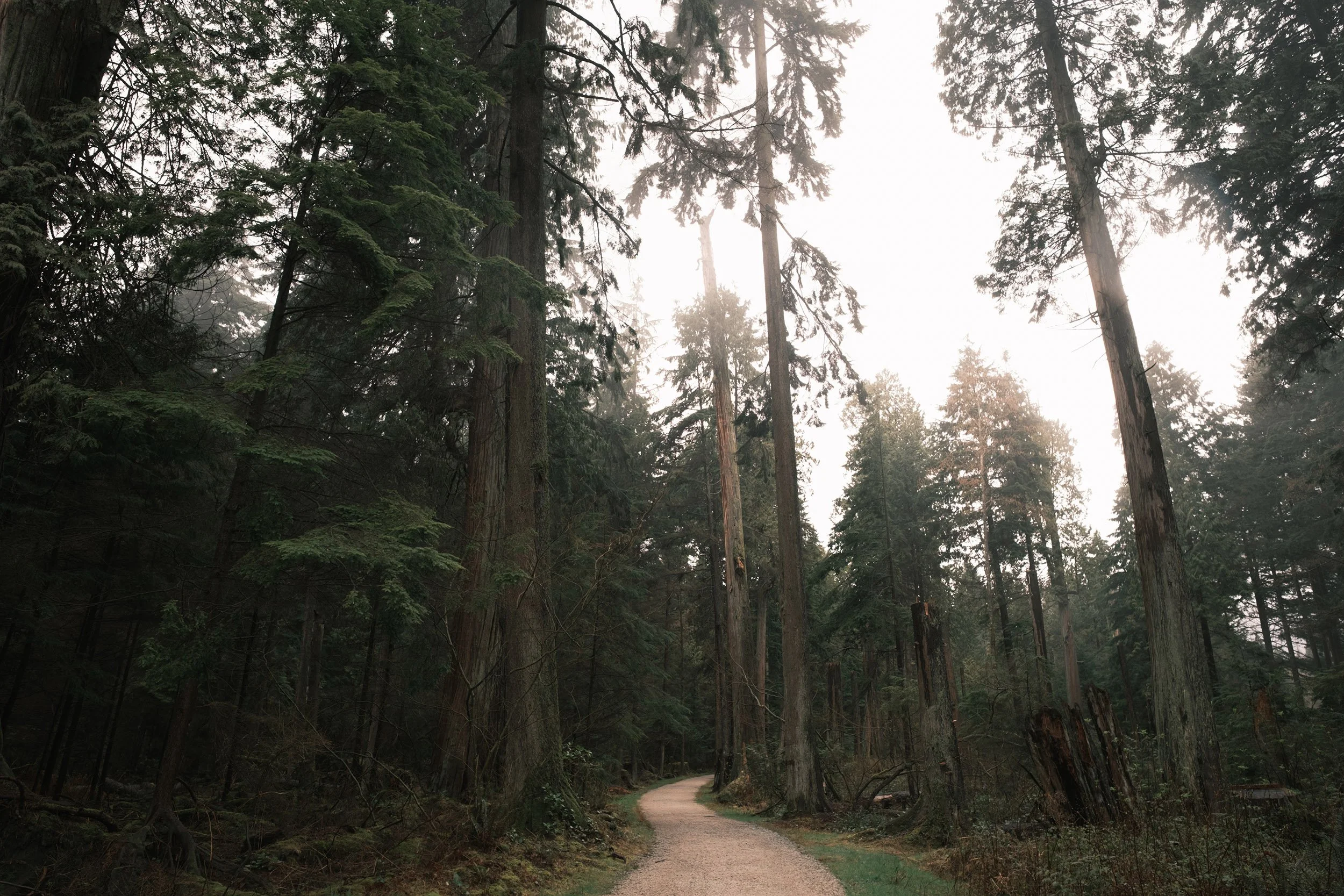 Forest bathing in Stanley Park. March 2026
