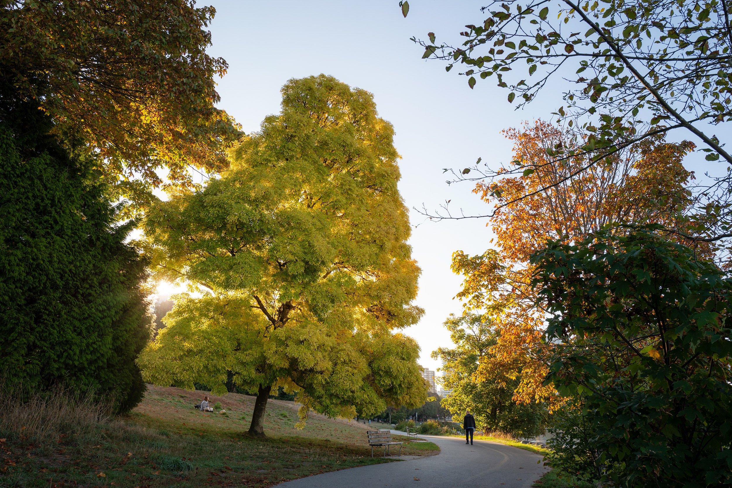 Fall colours along the Stanley Park Seawall, September 16, 2026