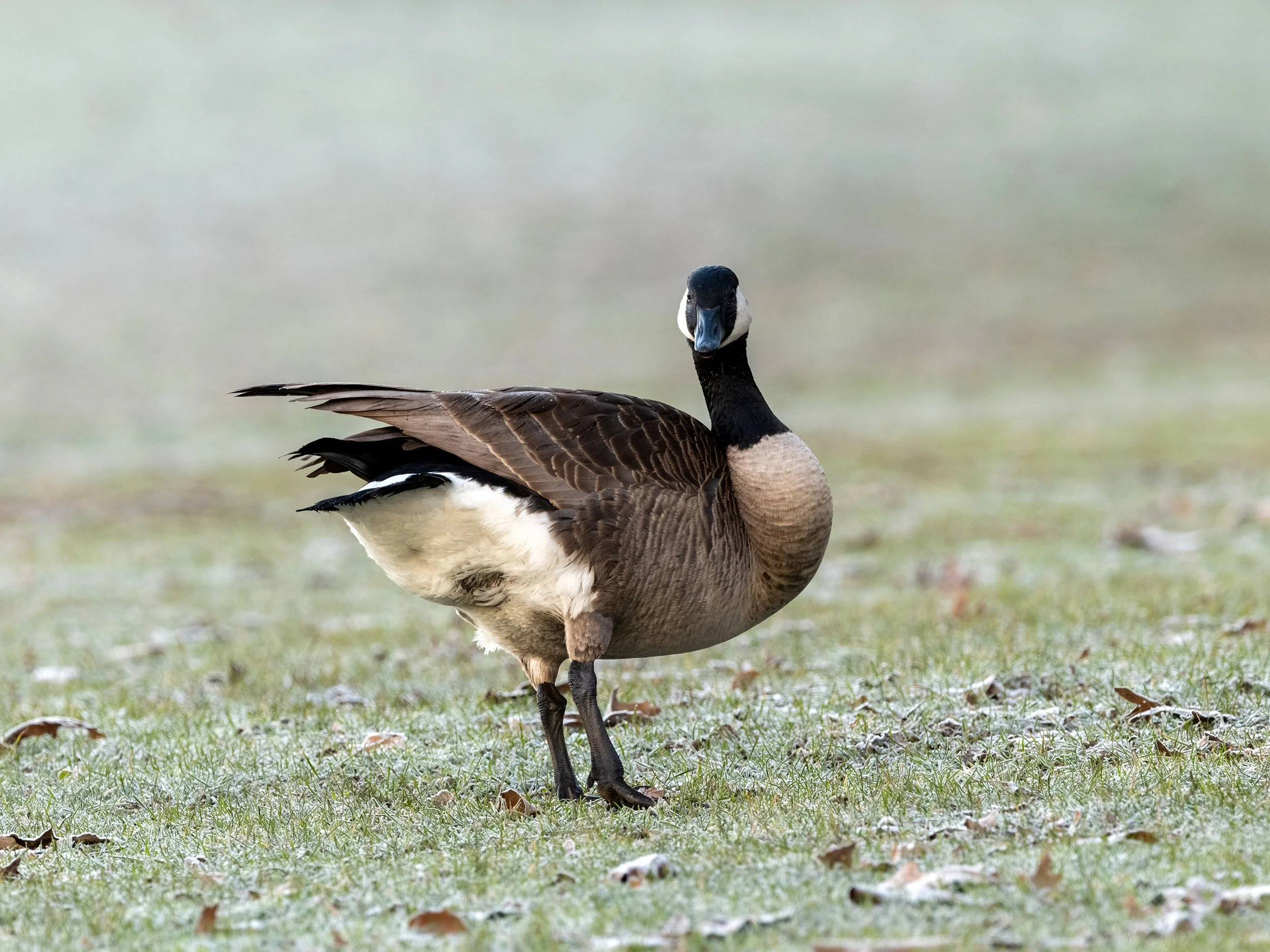 Canada goose at English Bay Beach. Sample image from a Fujifilm GF 500mm f/5.6 R LM OIS WR and Fujifilm GFX 100S II.