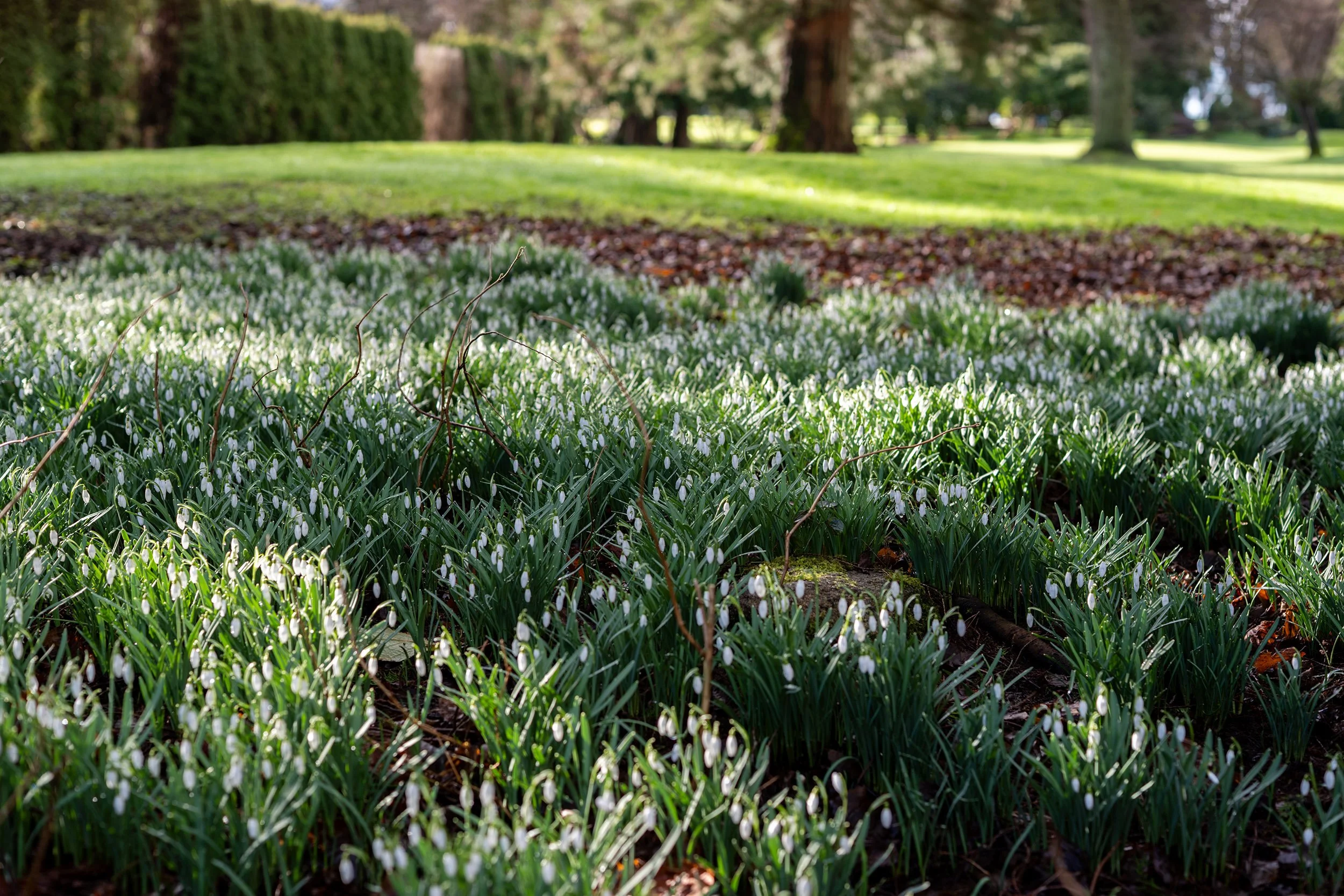 Flowers, Vancouver West End, February 2026