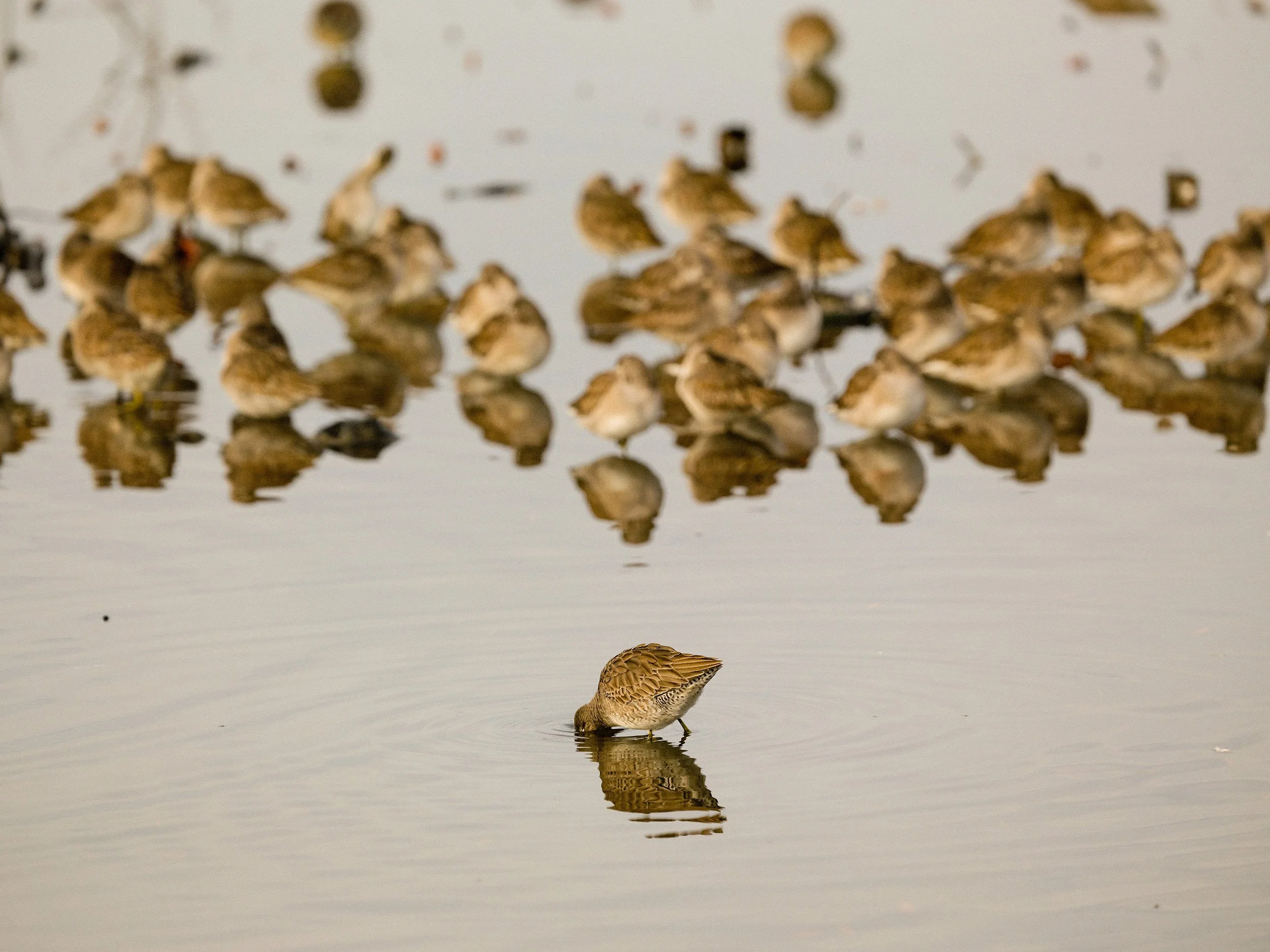 Long-billed Dowitchers, Burnaby Lake. Sample image from a Fujifilm GF 500mm f/5.6 R LM OIS WR and Fujifilm GFX 100S II