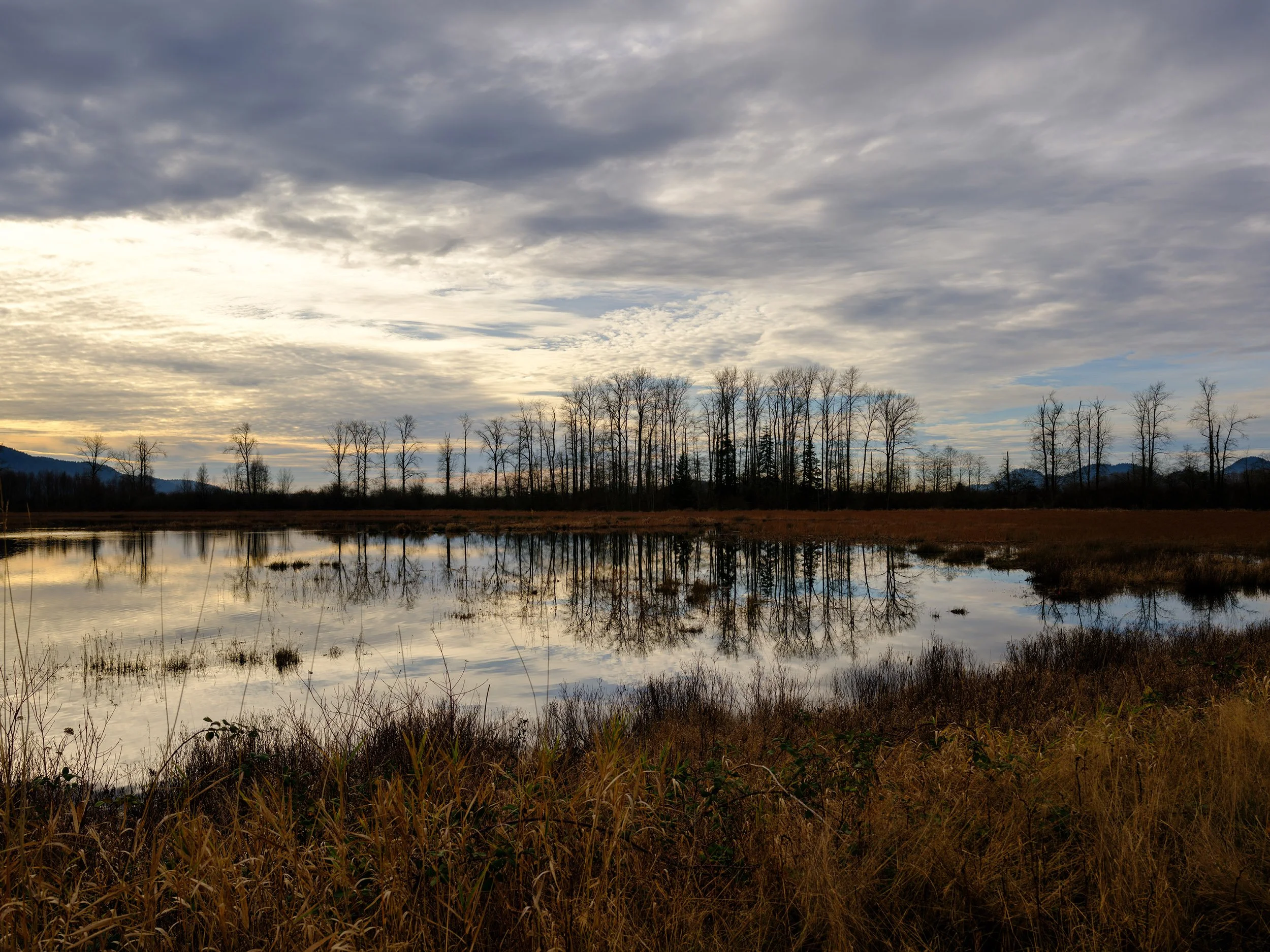 Pitt-Addington Marsh, late December. Sample image from a Fujifilm GFX 100RF.