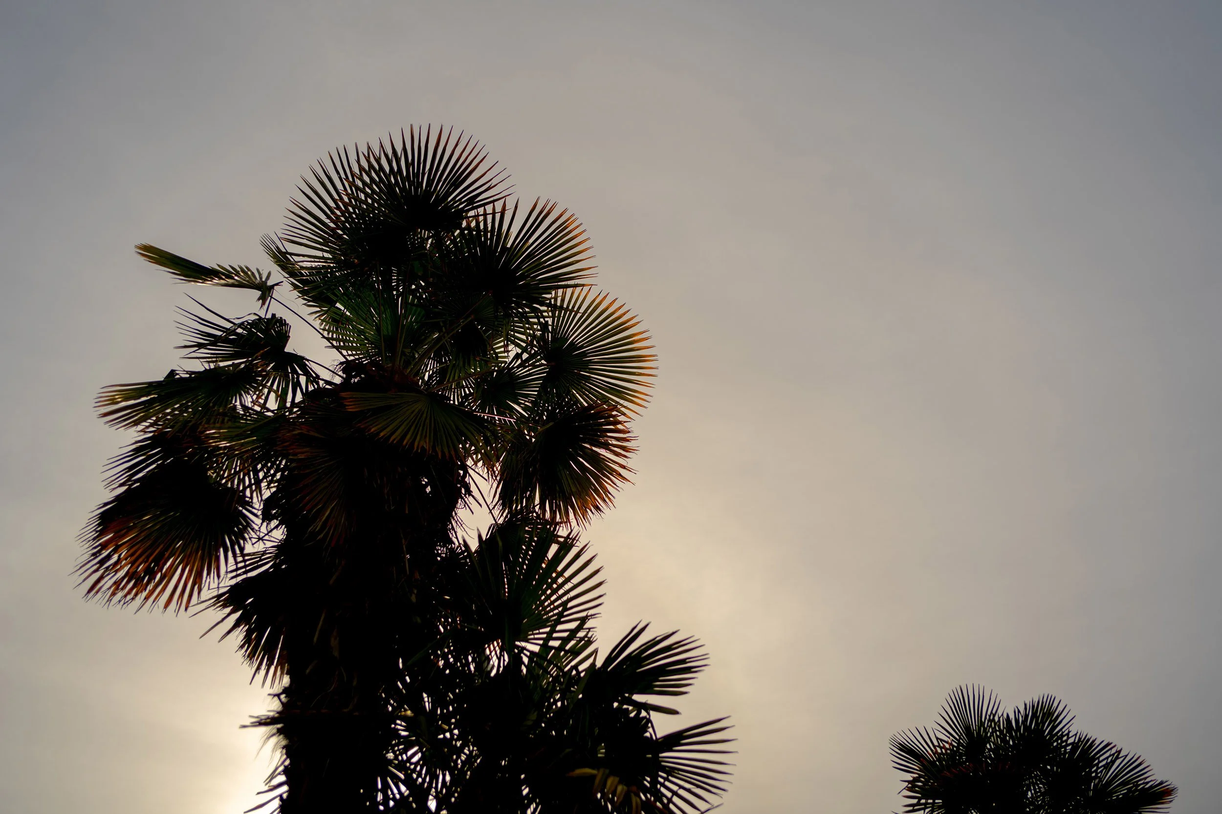 Palm trees at English Bay Beach in Vancouver, March 2026