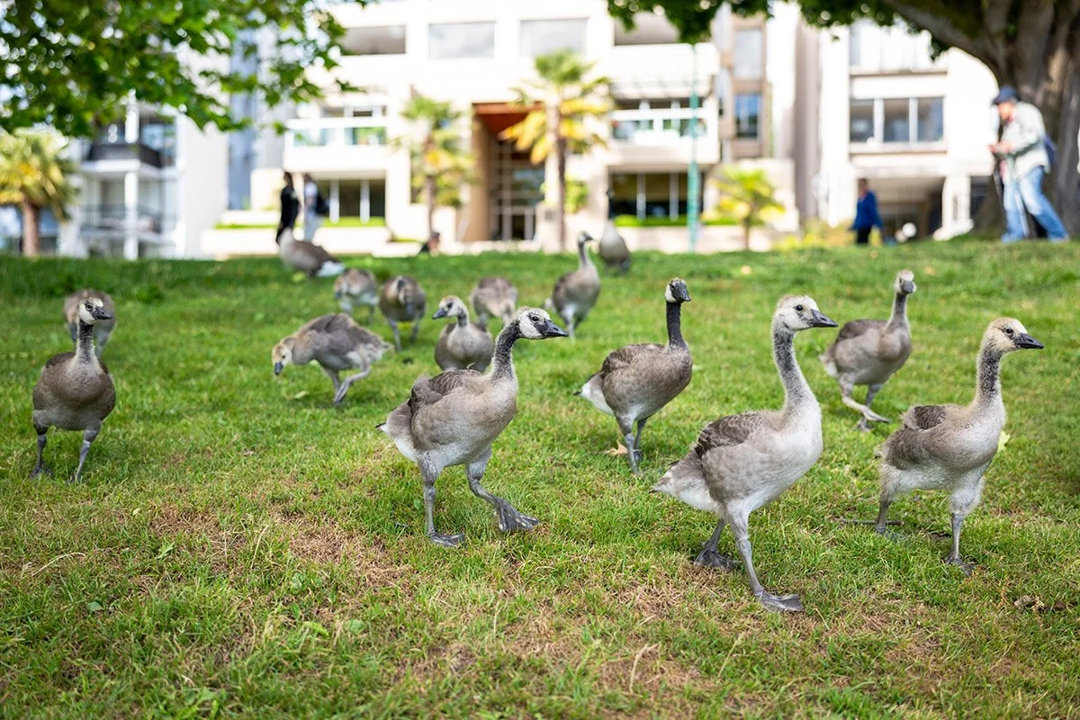 Goslings at English Bay in Vancouver, June 12, 2026