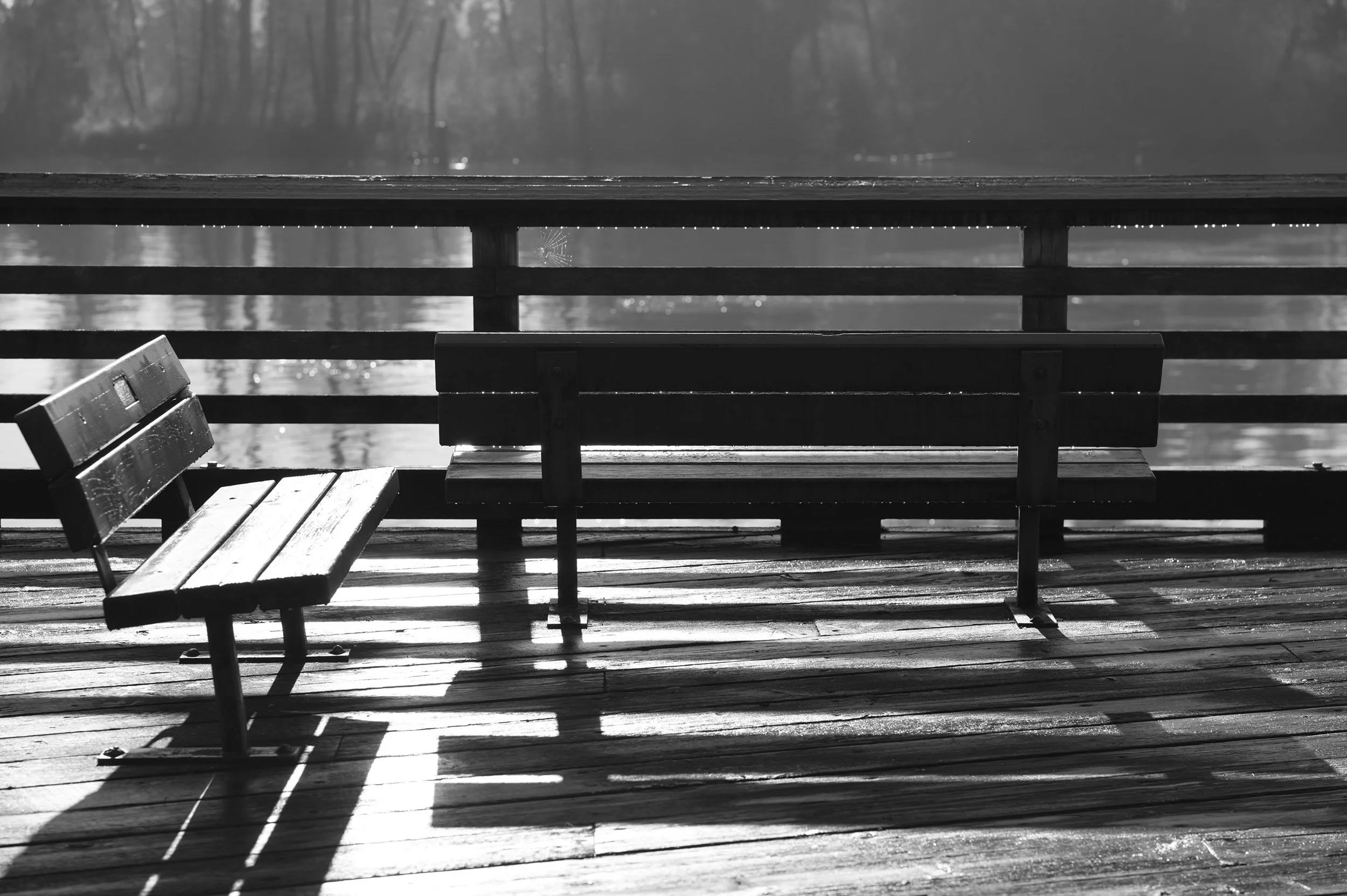 Benches and boardwalk, Coquitlam, Fraser River. Tree and reflection, Coquitlam River. Sample image from a Viltrox 56mm f/1.2 Z (Nikon Z-Mount) and Nikon Z8.
