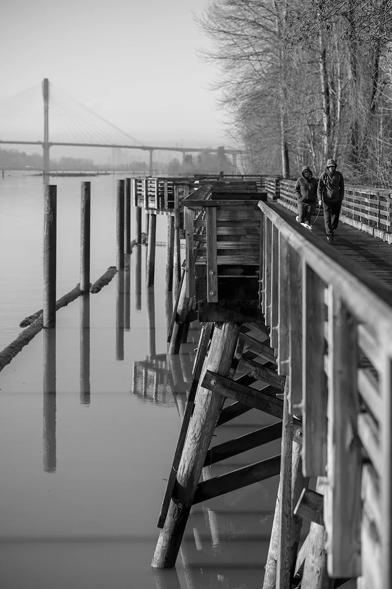 Board walk along the Fraser River and Port Mann Bridge. Tree and reflection, Coquitlam River. Sample image from a Viltrox 56mm f/1.2 Z (Nikon Z-Mount) and Nikon Z8.