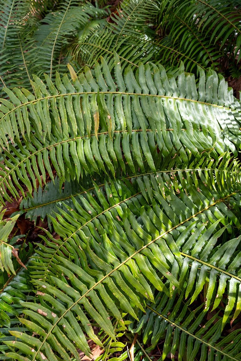 Ferns in Squamish near the Mamquam River. Sample image from a Sigma 15mm f/1.4 DC Contemporary and Fujifilm X-E5.