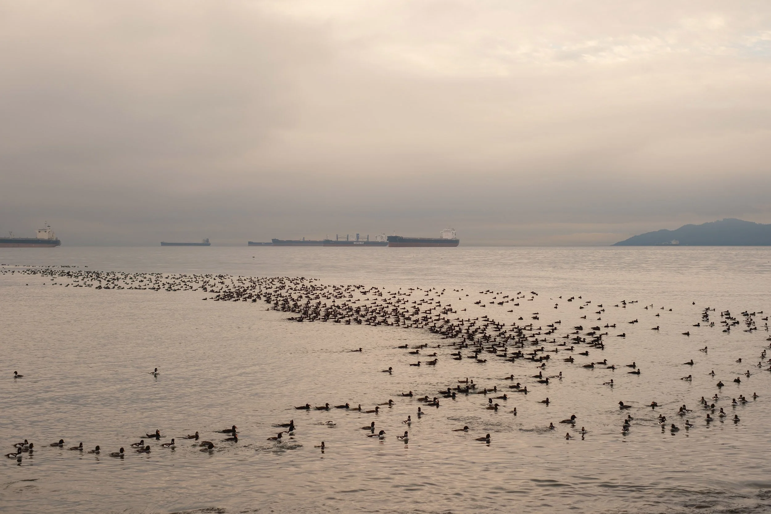 Surf Scoter Sea Ducks, English Bay, Vancouver