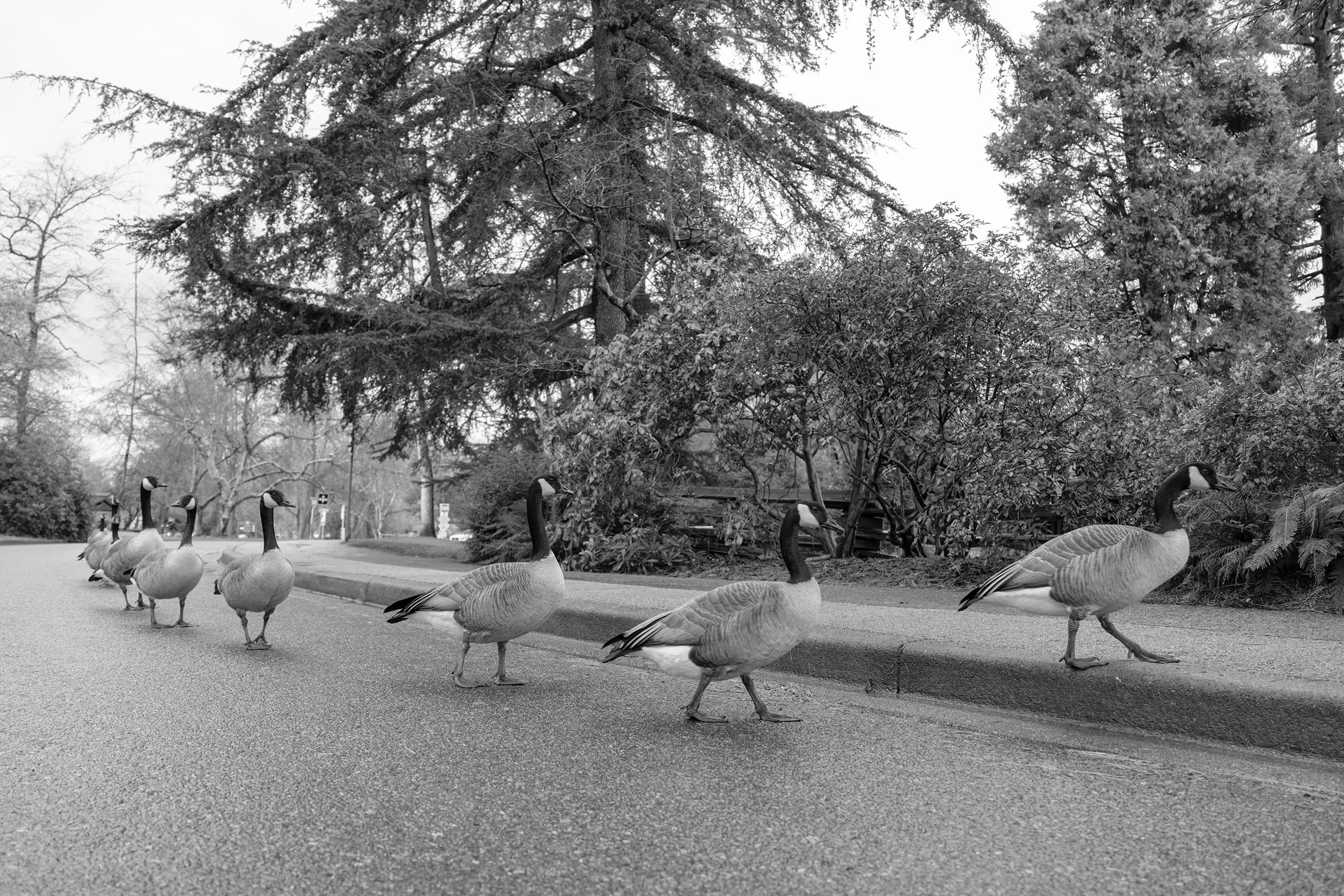 Canada Geese in Stanley Park