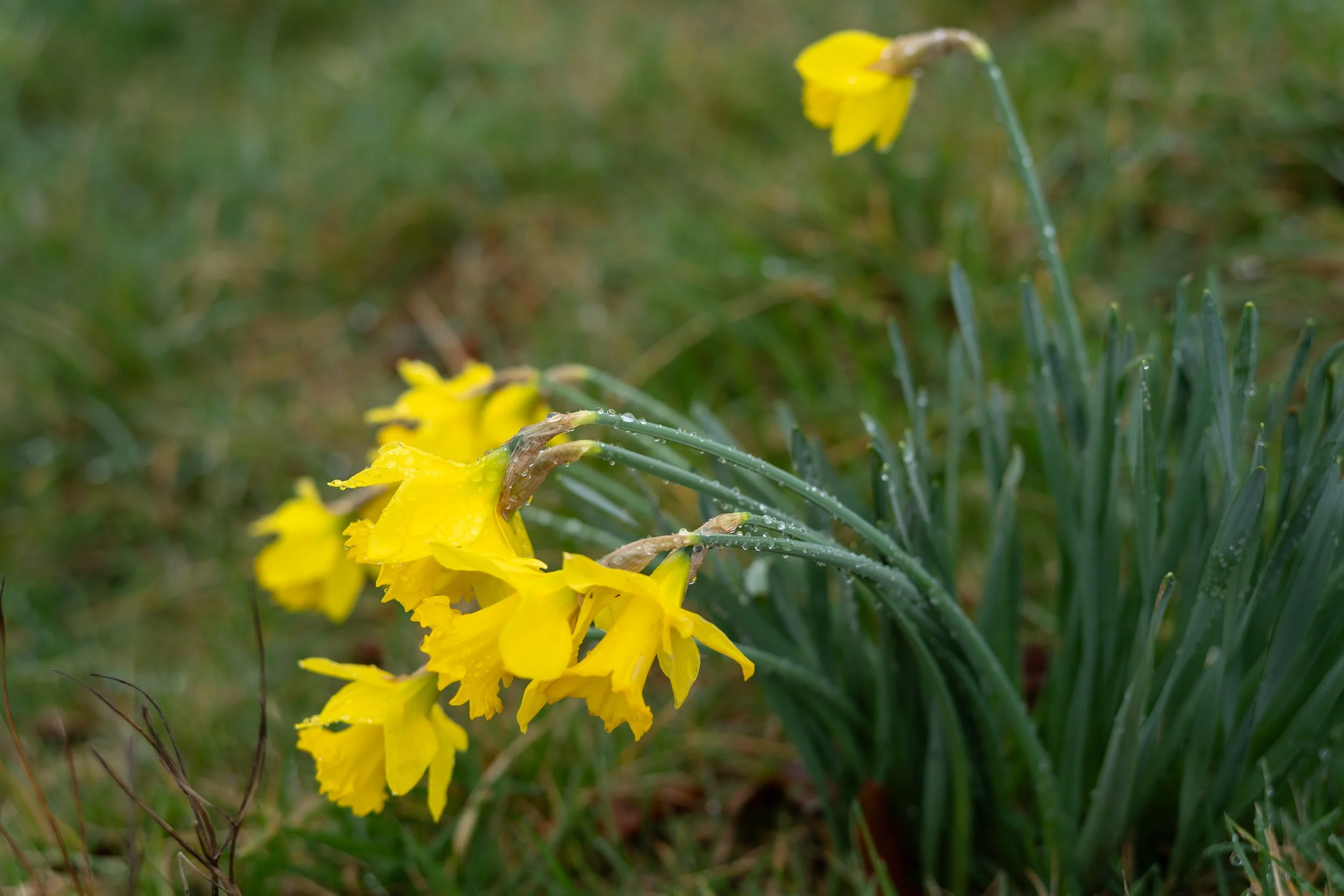 Daffodils in Vancouver West End, March 7, 2026