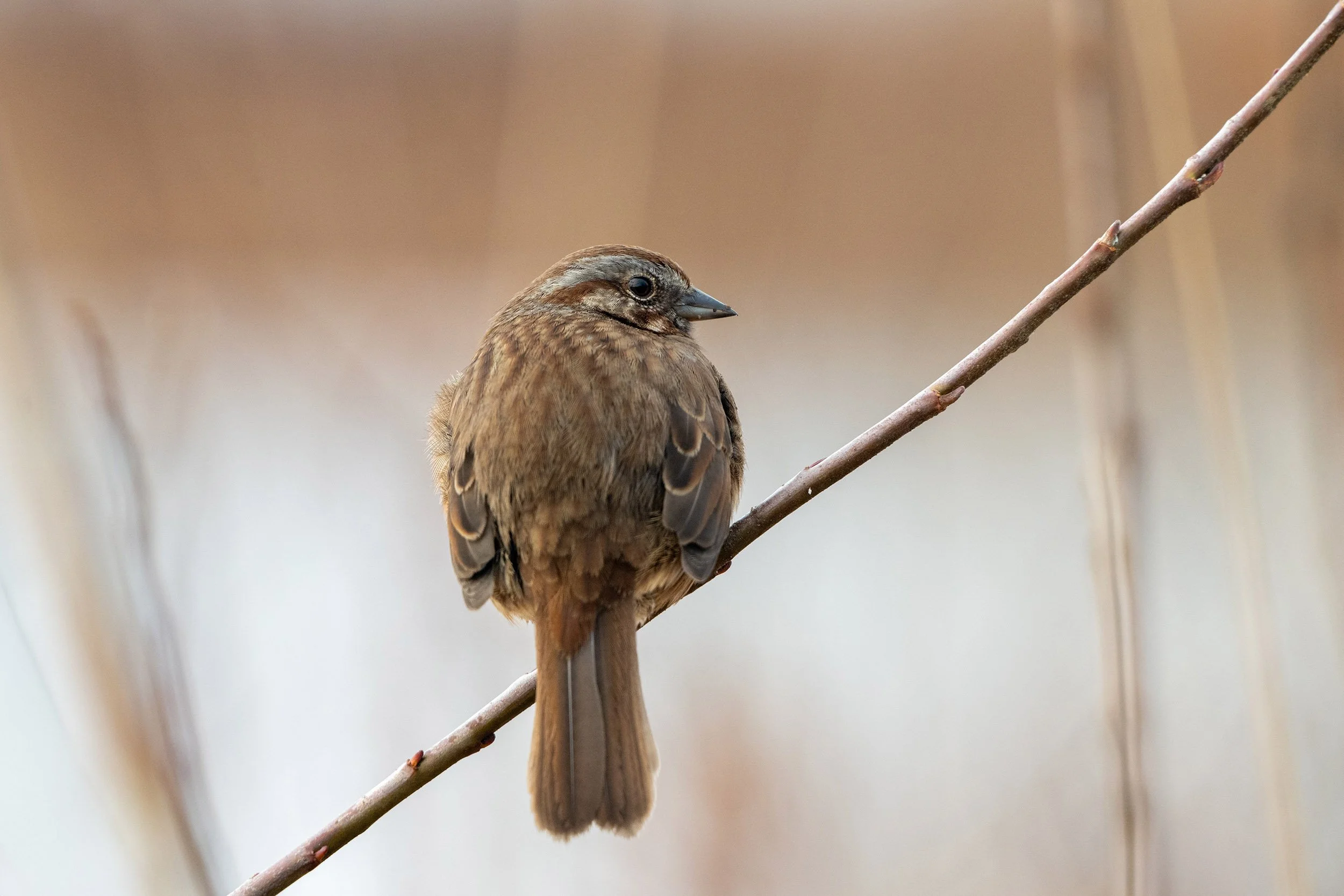 Bird photography at Burnaby Lake. Sample image from a Nikon Z8