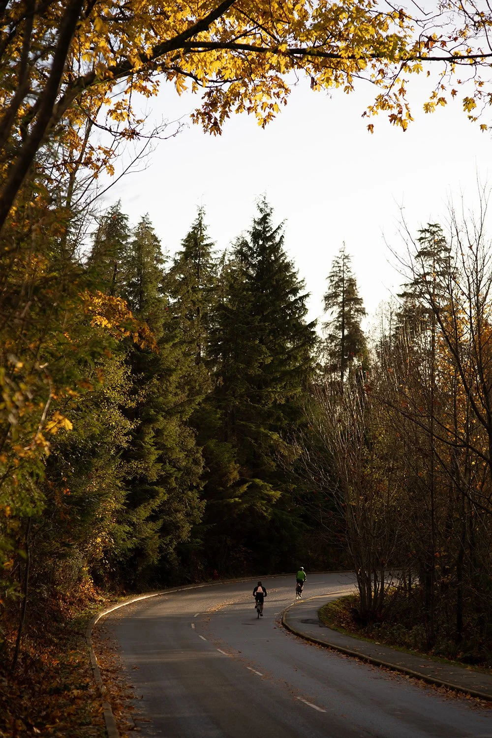Cycling in Stanley Park. Sample image from a Nikon Zf and Voigtländer Ultron 75mm f/1.9 MC.