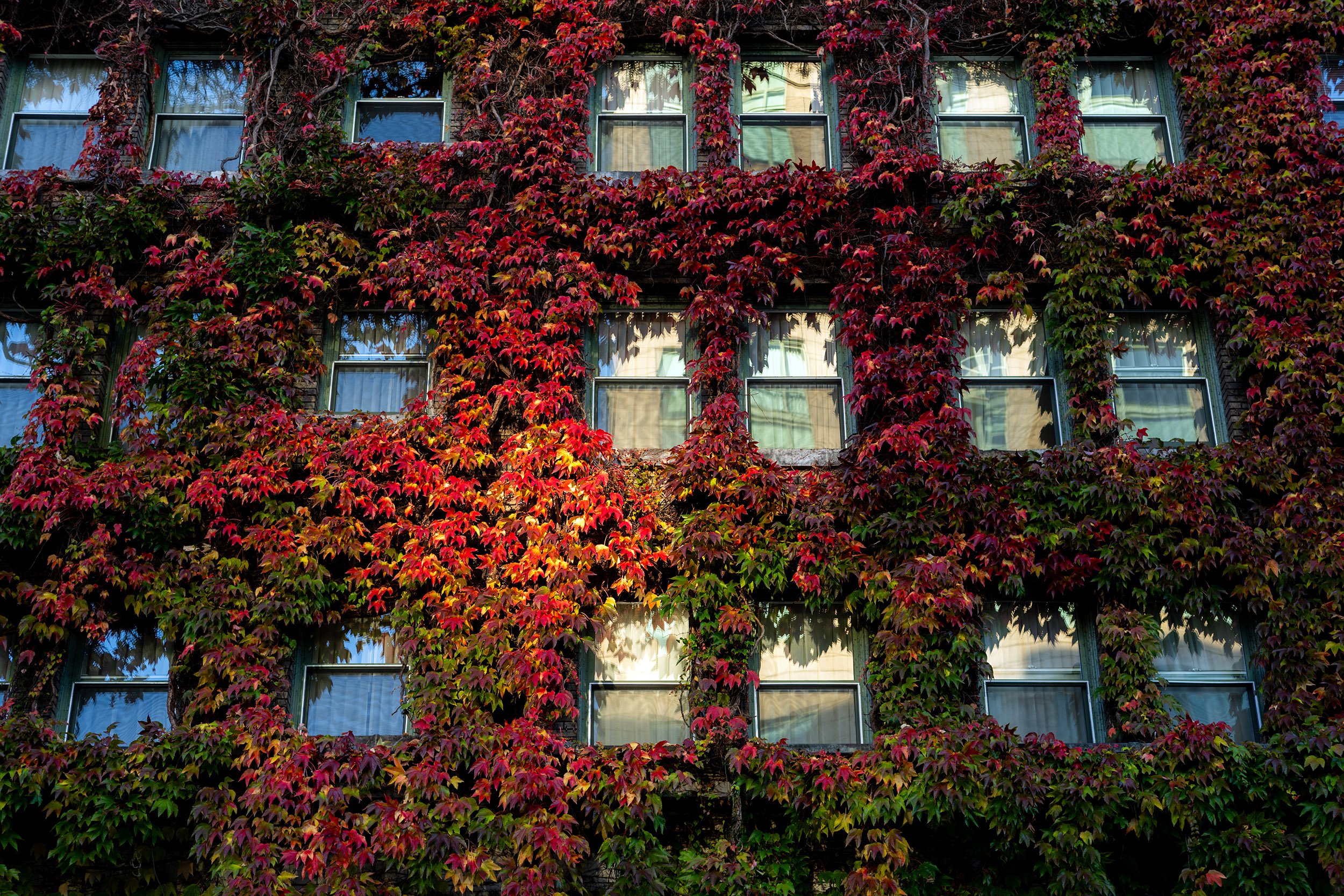 Fall colours at the Sylvia Hotel in Vancouver. October 2026.