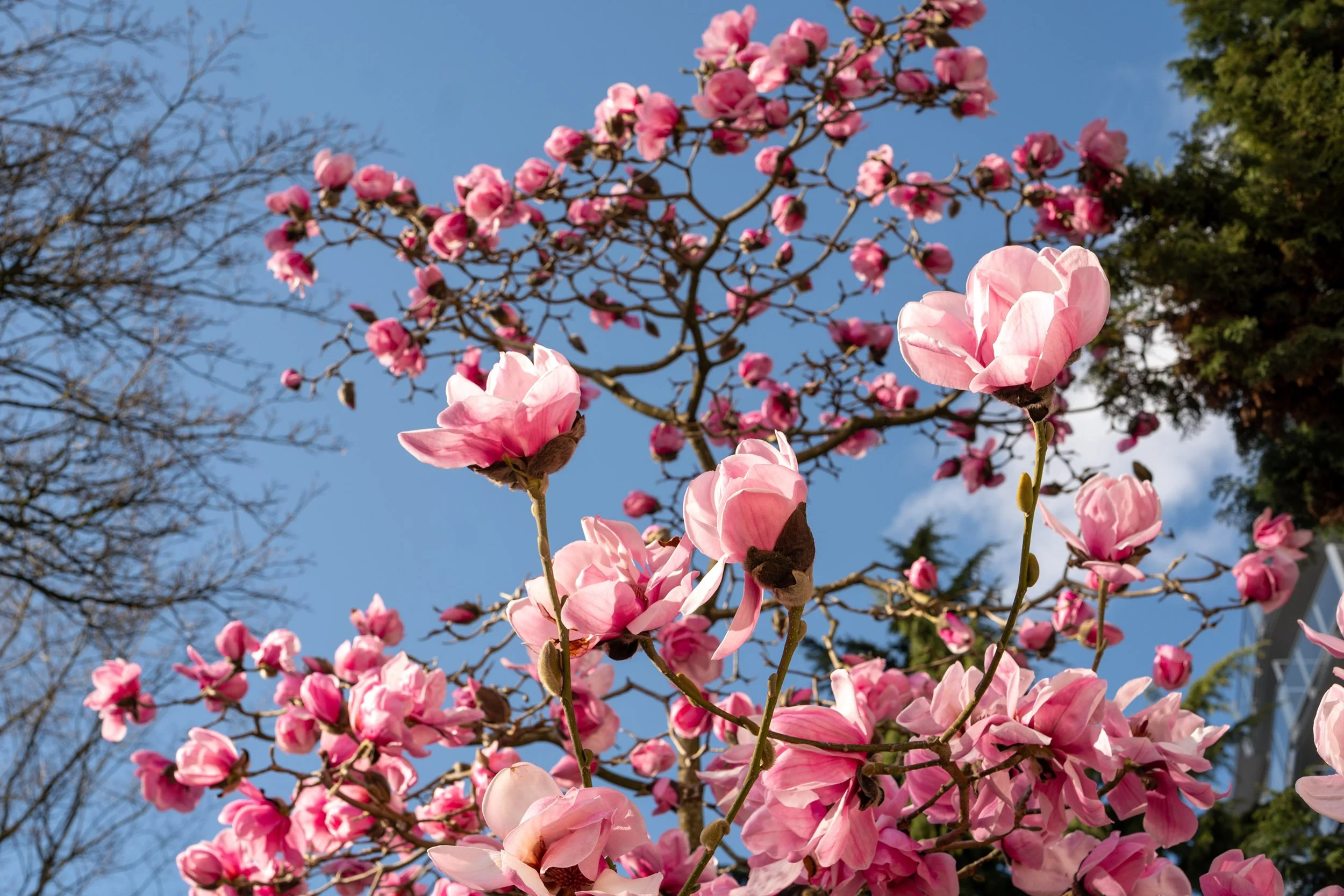 Spring in the Vancouver West End