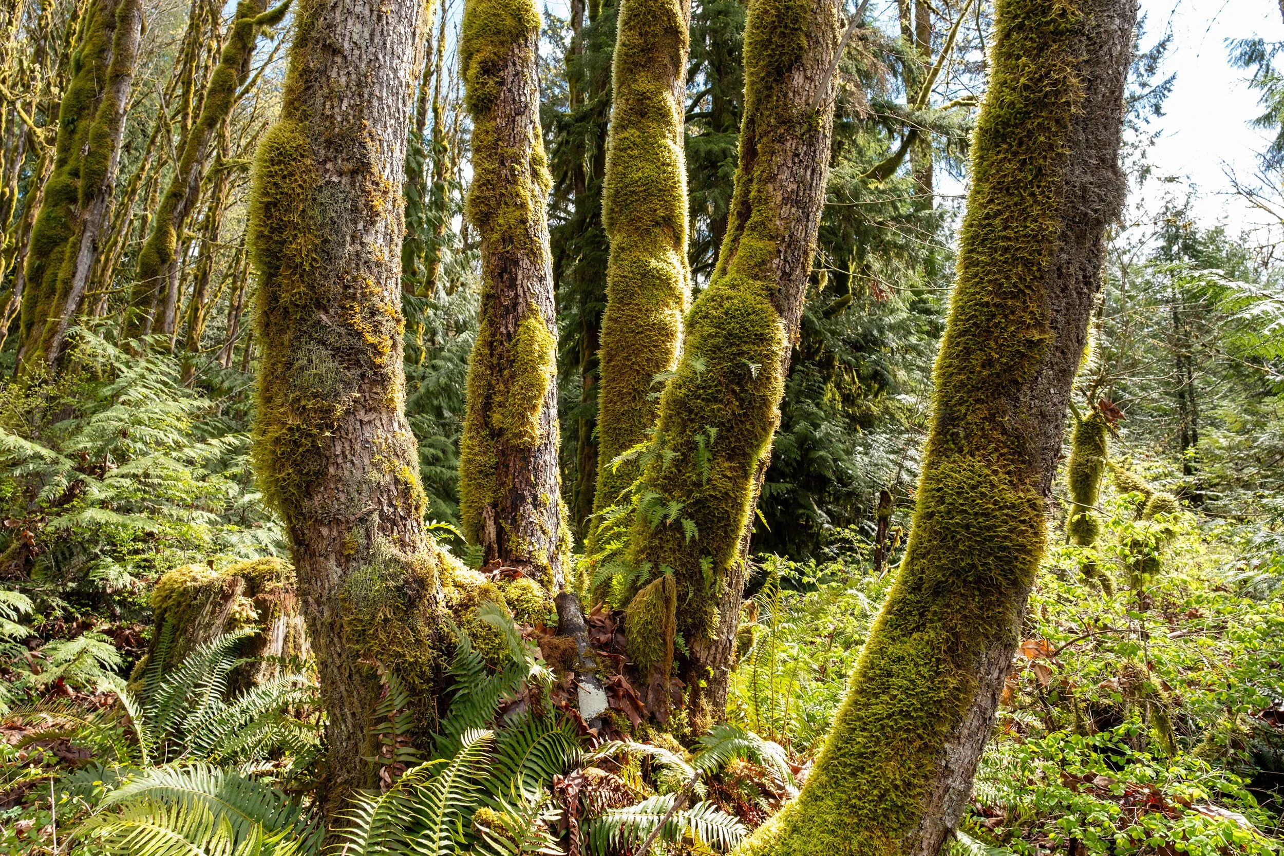 Lush forest near Mamquam River in Squamish. Sample image from a Sigma 15mm f/1.4 DC Contemporary and Fujifilm X-E5.