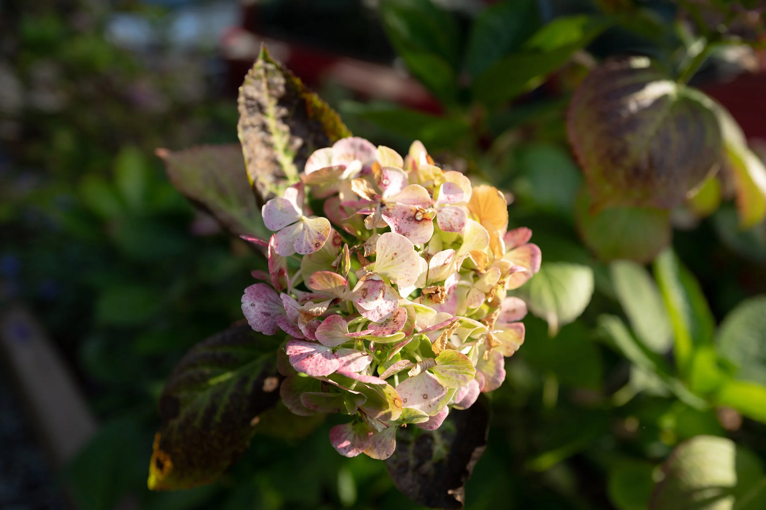 Hydrangea flower in the West End of Vancouver. Sample image from a Leica Q Typ 116