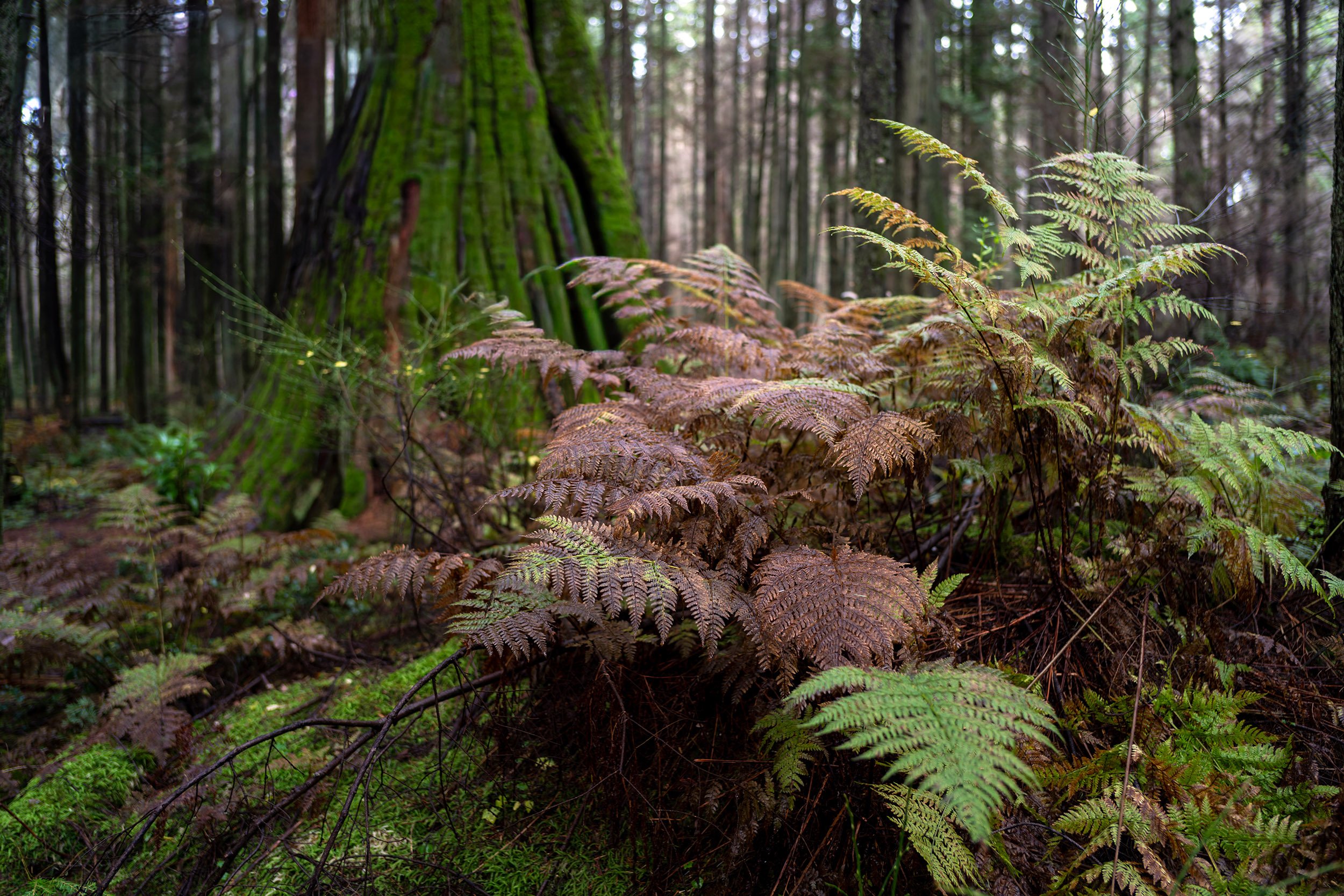 Ferns in Stanley Park in December