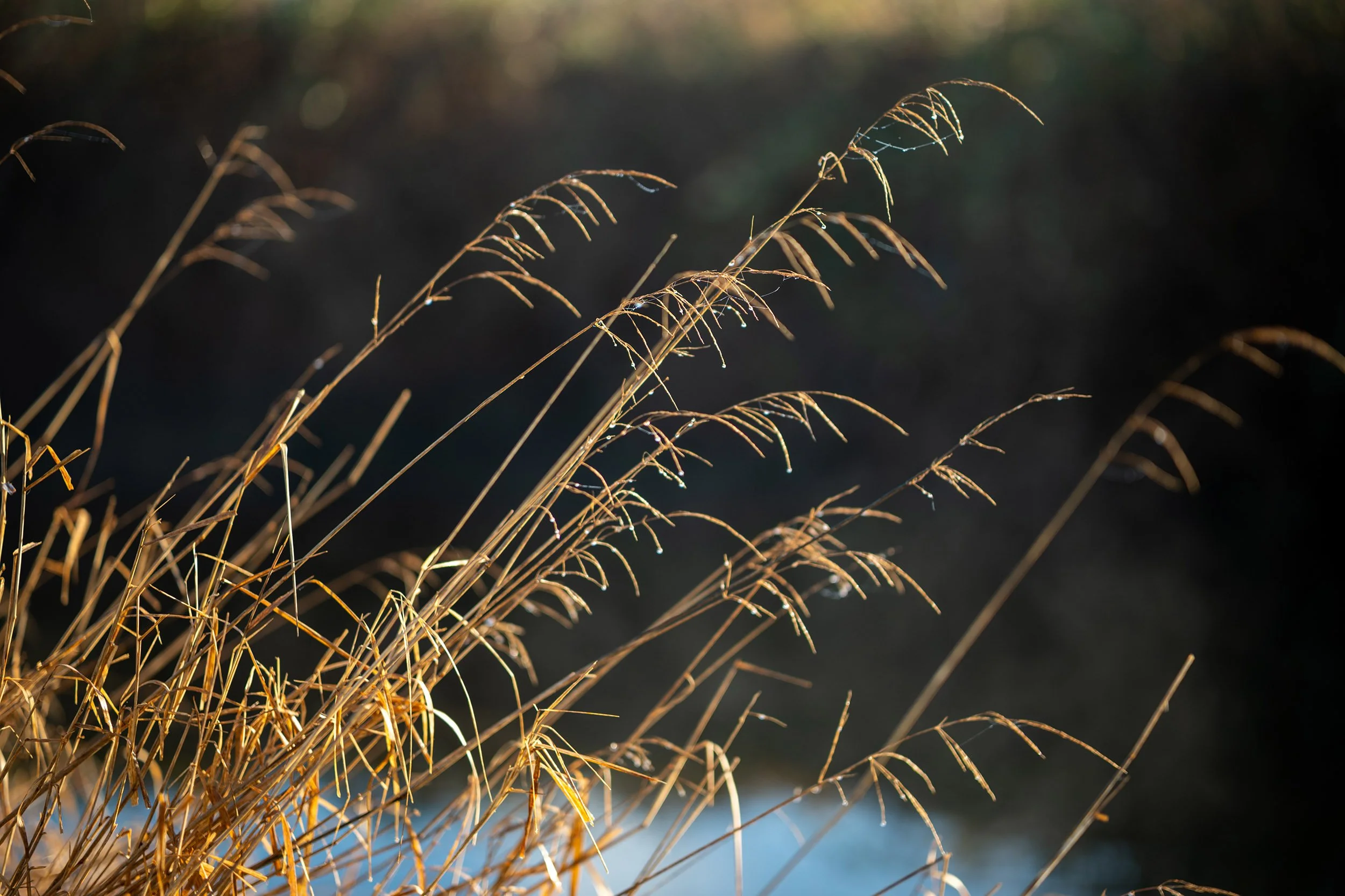 Tall grass along the Coquitlam River. Sample image from a Viltrox 56mm f/1.2 Z (Nikon Z-Mount) and Nikon Z8.
