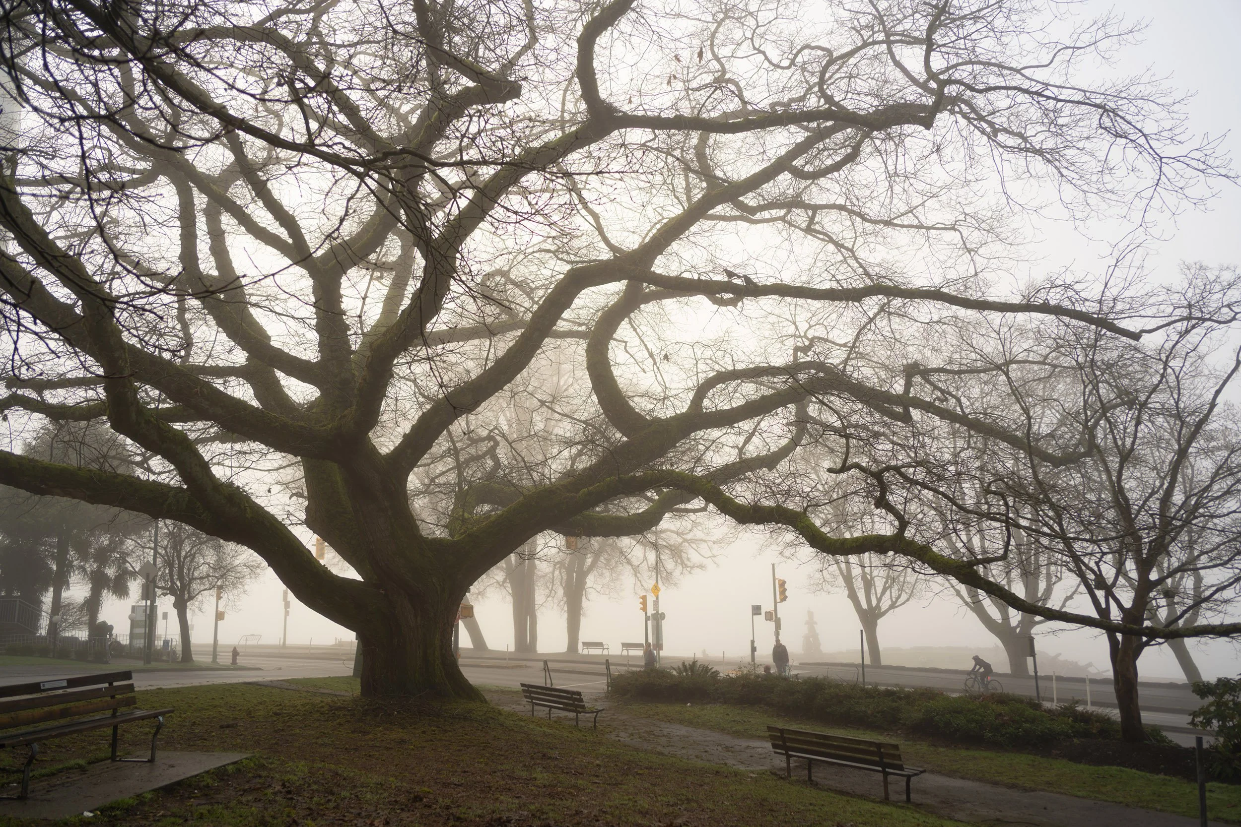 The wicked tree at Alexandra Park in Vancouver in January fog.