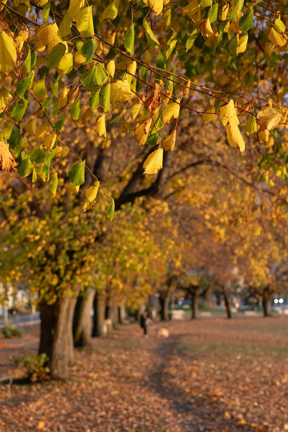 Fall leaves on the trees along English Bay Beach in Vancouver. Sample image from a Nikon Zf and Voigtländer Ultron 75mm f/1.9 MC.