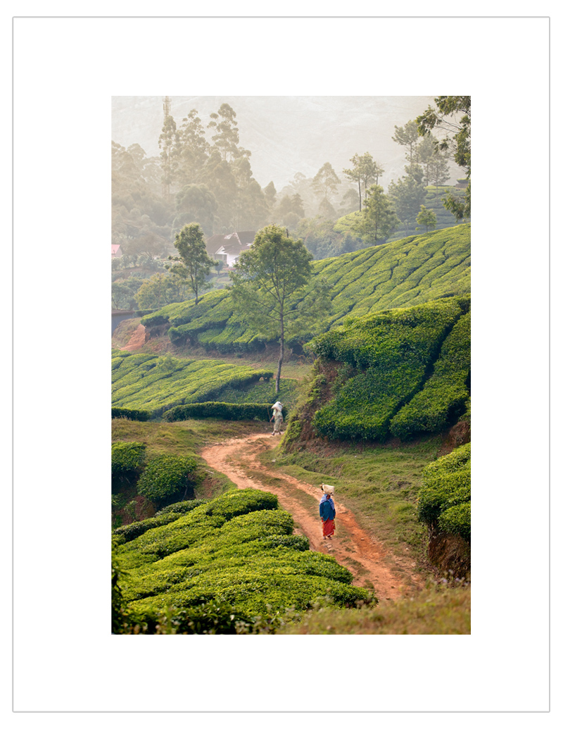 "Returning home after a day of work cutting tea"