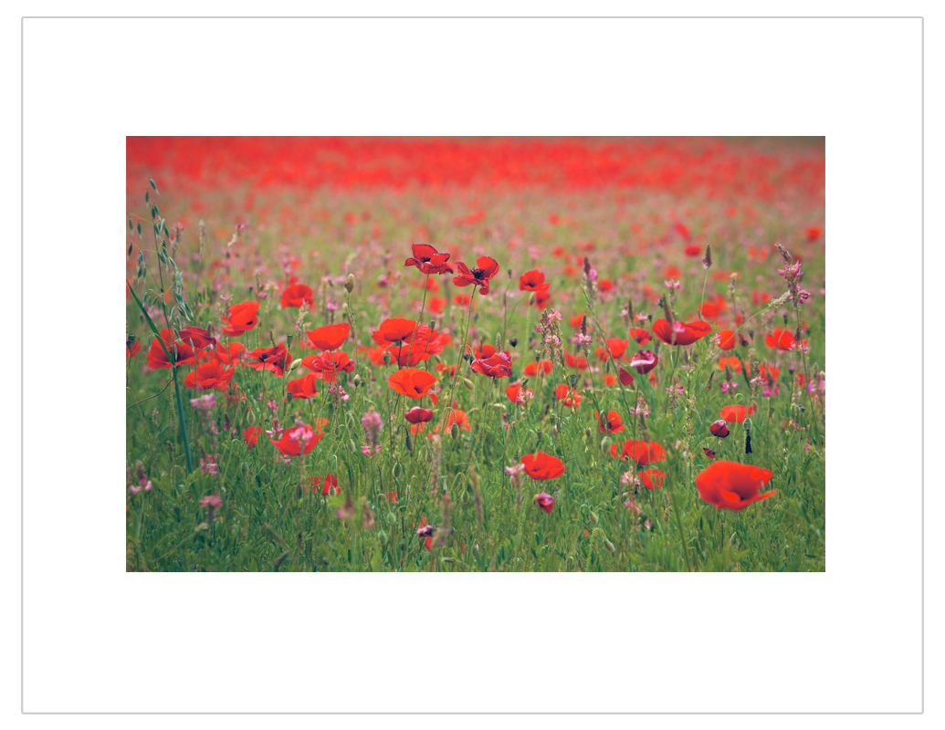 "Poppy field, Provence, France"
