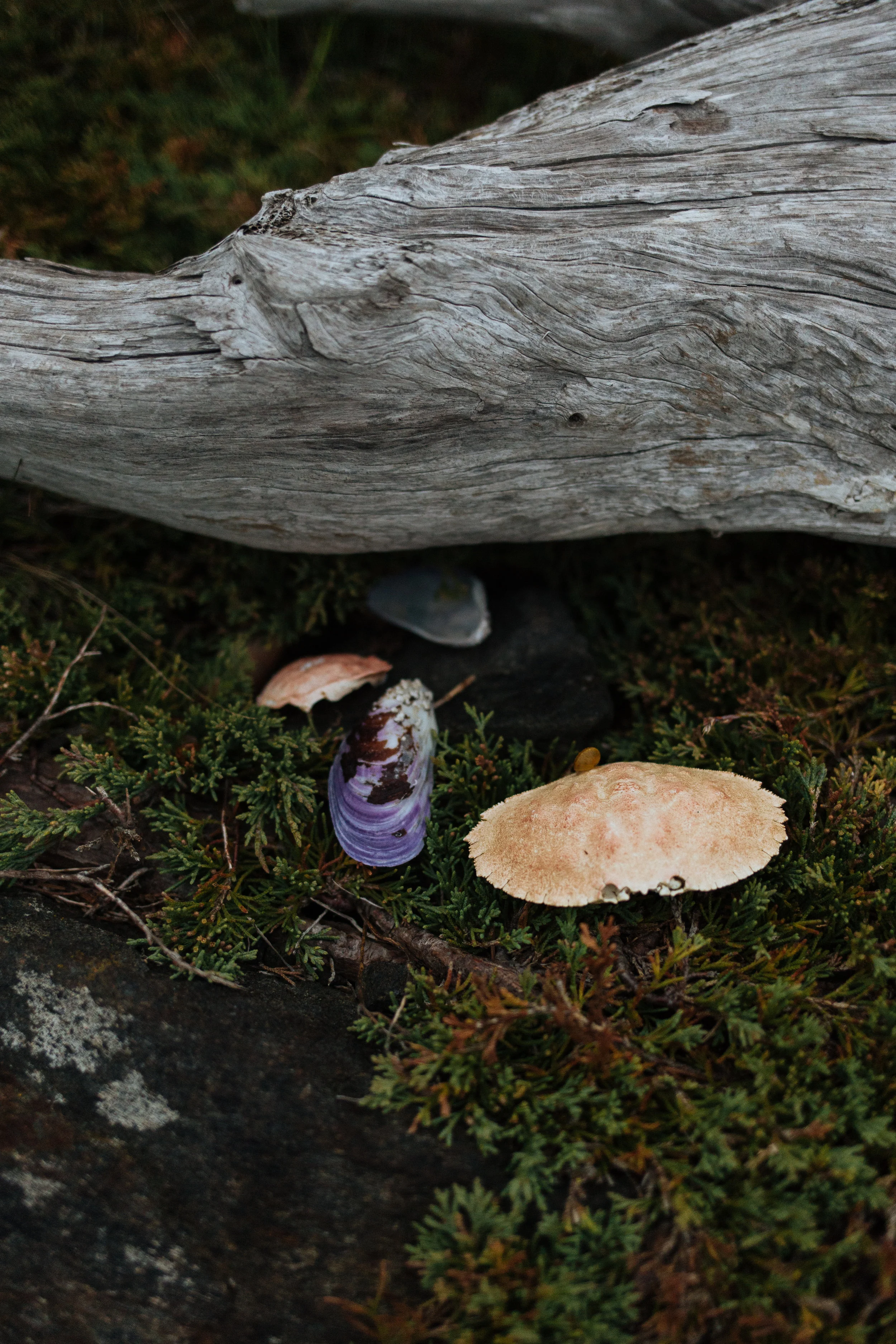 Lobster_Cove (5 of 5).jpg