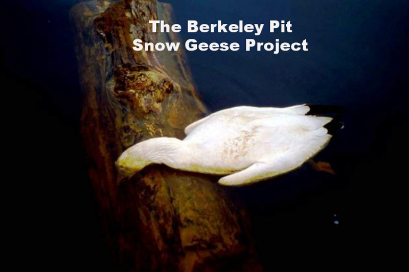 Berkeley Pit Snow Goose 1995.png