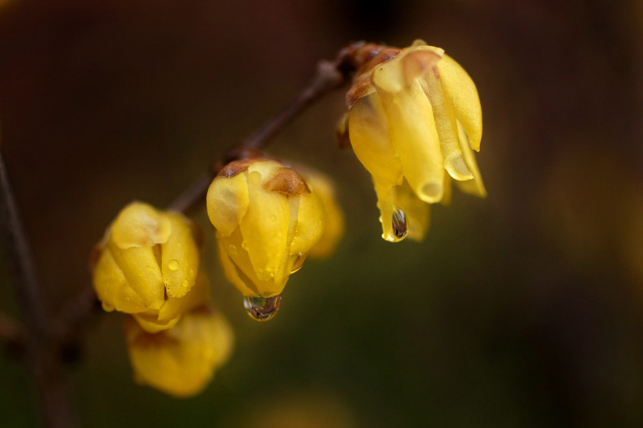 Wintersweet, Portland, Ore.