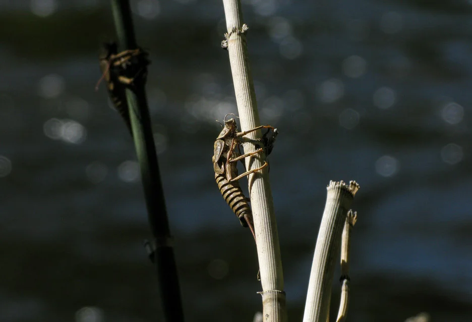  Stonefly nymph skins remain clinging&nbsp;onto reeds&nbsp;along the bank of Rock Creek. Rock Creek,&nbsp;2008 