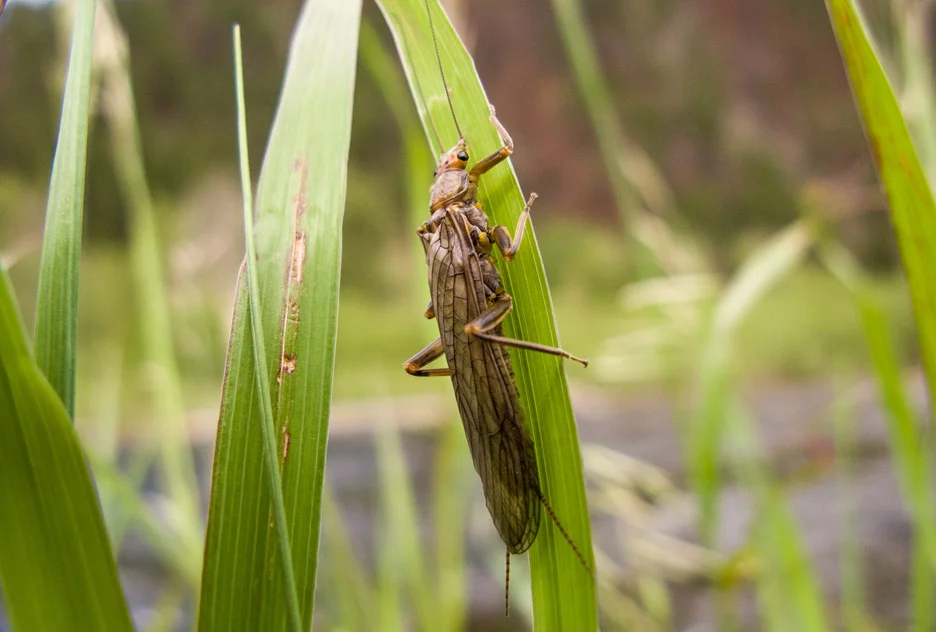  A Golden Stonefly clings to a blade of grass along the bank of Rock Creek. The Golden hatch begins in June on Rock Creek and will continue through July in parts of western Montana. Rock Creek, 2008 
