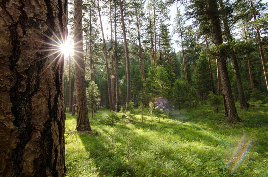  The earth awakens as the rising sun sheds its light over Harry's Flat Campground. Rock Creek, 2013 