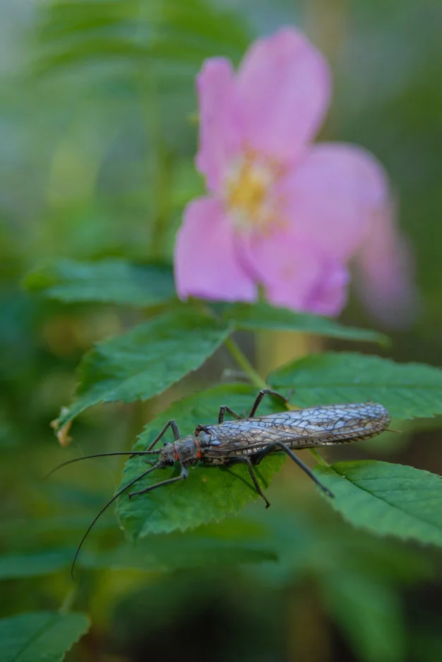  A Salmonfly remains quiet on some leaves just after sunrise on Rock Creek. Rock Creek, 2007 