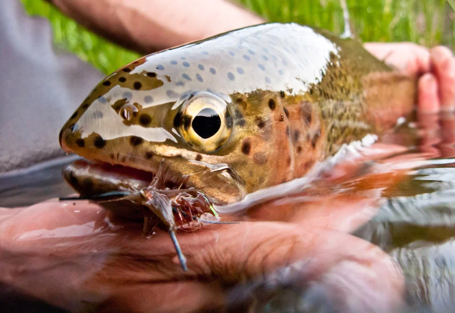  A beautiful rainbow trout pulled from Rock Creek caught on a perfect stonefly. Rock Creek, 2013 