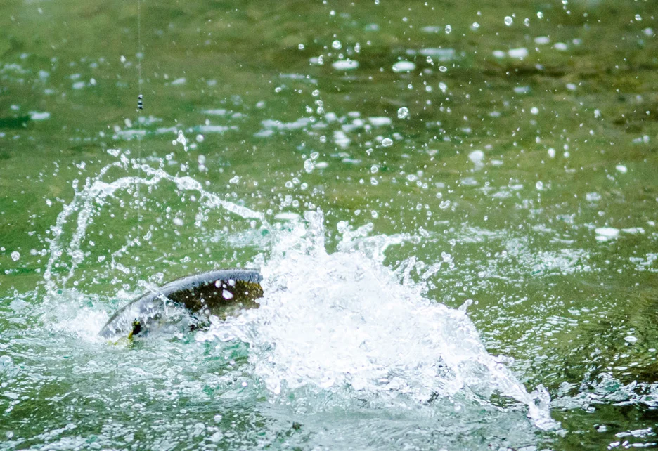  A bull trout shows its strength on the South Fork. South Fork of the Flathead River,&nbsp;2013 