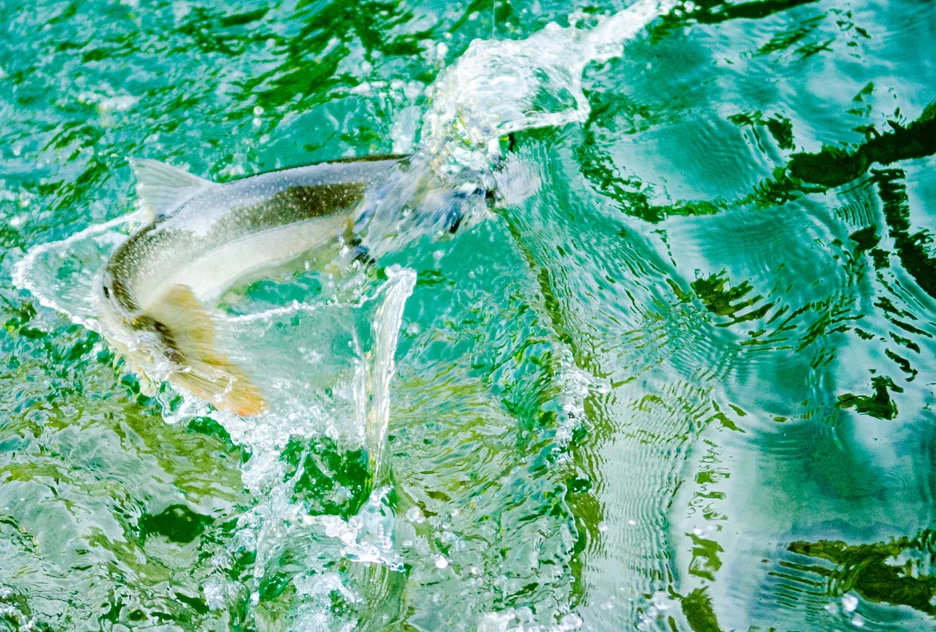  A bull trout turns hard while on the end of a line after being hooked in the turquoise water of the South Fork. South Fork of the Flathead River, 2013 